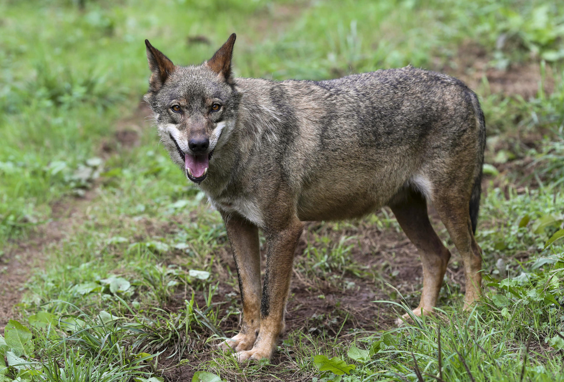 Imagen de archivo de un lobo Ibérico. EFE/ J.L.Cereijido