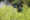 Fotografía de archivo fechada el 30 de diciembre de 2020 que muestra a un integrante de la Policía de Colombia fumigando un cultivo de coca durante una jornada de erradicación de cultivos ilícitos en zona rural de Tumaco. EFE/Carlos Ortega