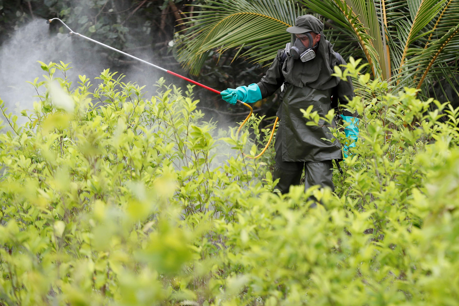 Fotografía de archivo fechada el 30 de diciembre de 2020 que muestra a un integrante de la Policía de Colombia fumigando un cultivo de coca durante una jornada de erradicación de cultivos ilícitos en zona rural de Tumaco. EFE/Carlos Ortega