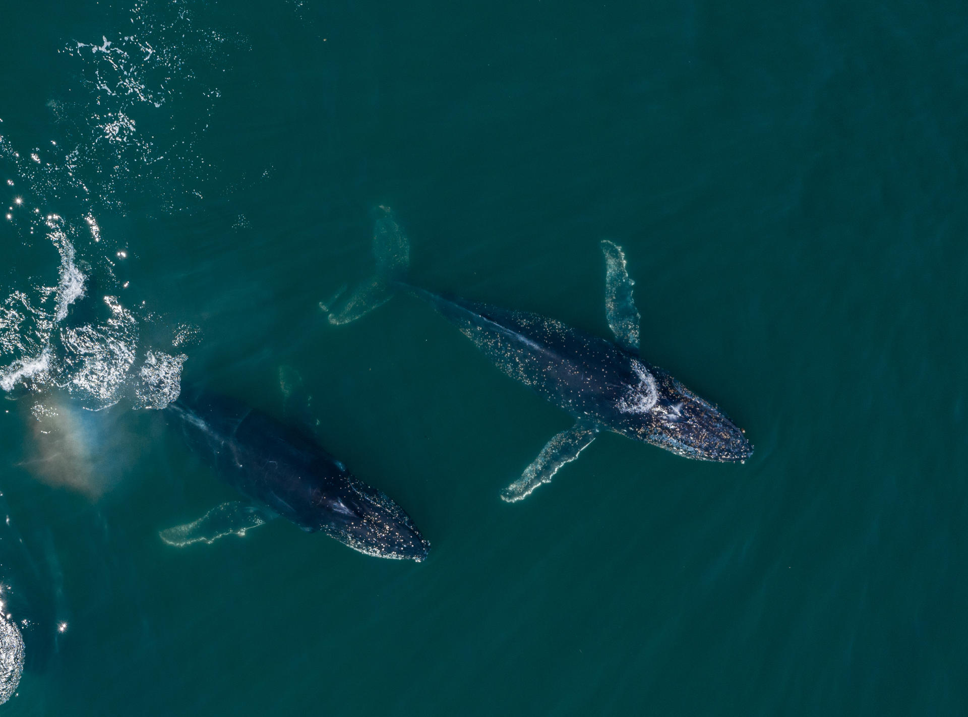 Fotografía aérea sin fecha y cedida por Rewilding Argentina de ballenas jorobadas en la Patagonia Azul (Argentina).EFE/ Maike Friedrich / Rewilding Argentina