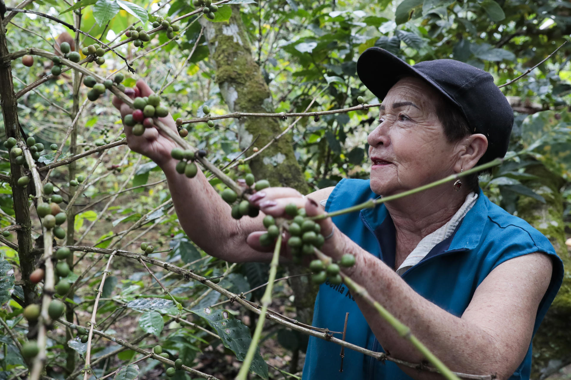Fotografía de archivo que muestra a una mujer que recolecta granos de café en Viotá (Colombia). EFE/ Carlos Ortega