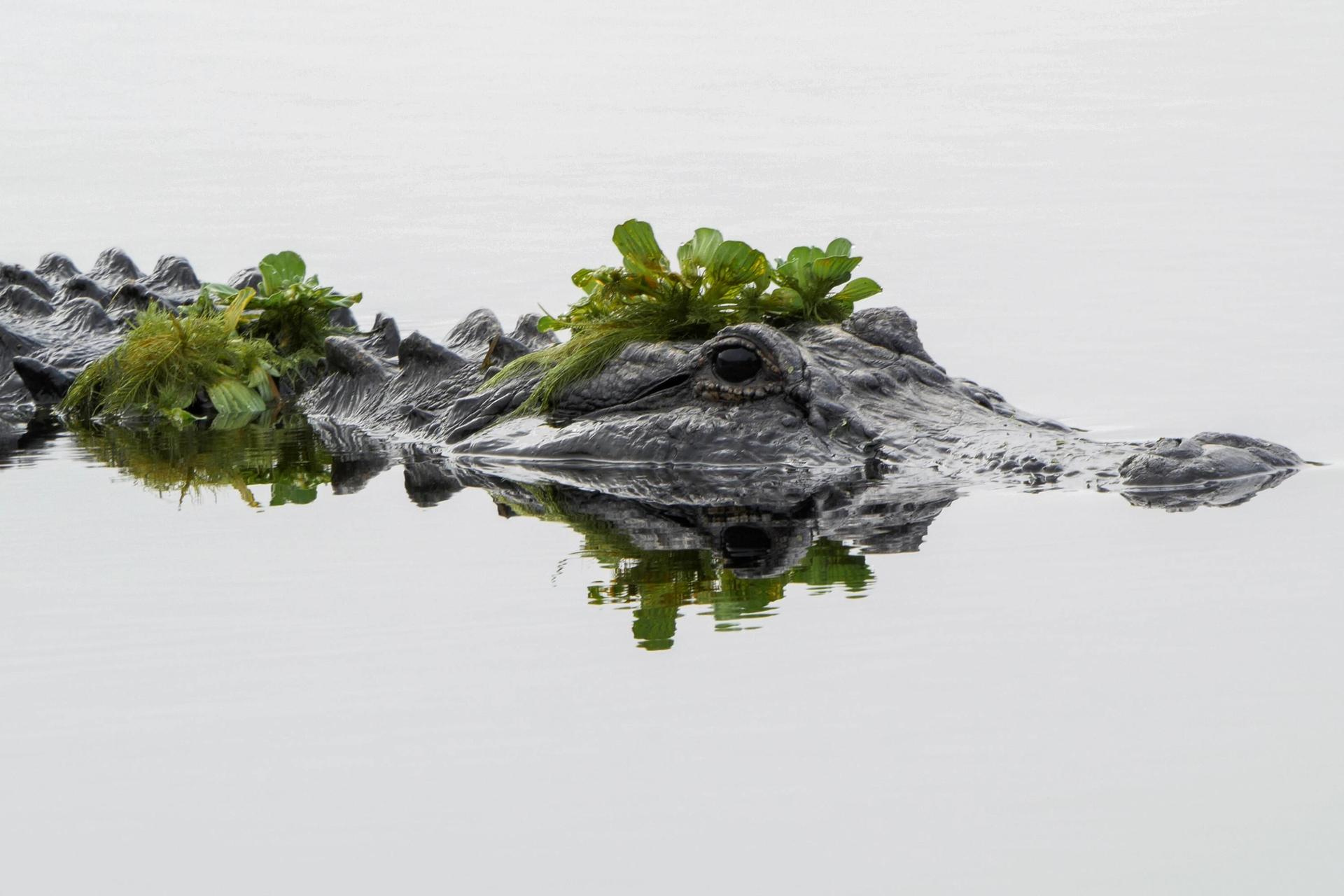 Fotografía cedida por el Instituto de Ciencias Agrícolas y Alimentarias de la Universidad de Florida (UF/IFAS) de un caimán americano camuflado en un lago de Florida (Estados Unidos). EFE/UFIFAS