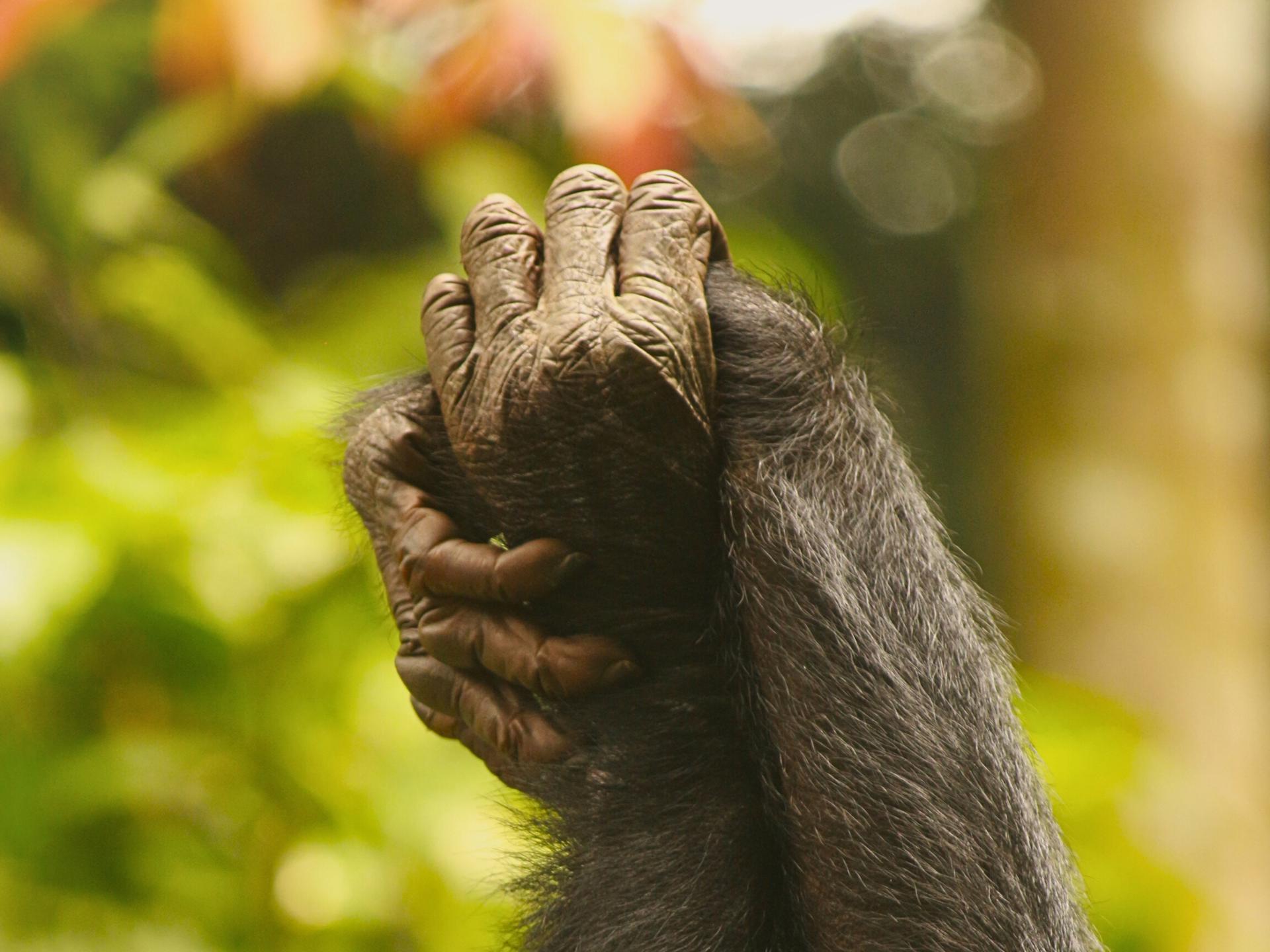 Dos bonobos hembras se dan la mano, lo que refuerza los vínculos sociales. Fotografía facilitada por Melodie Kreyer / LKBP. EFE