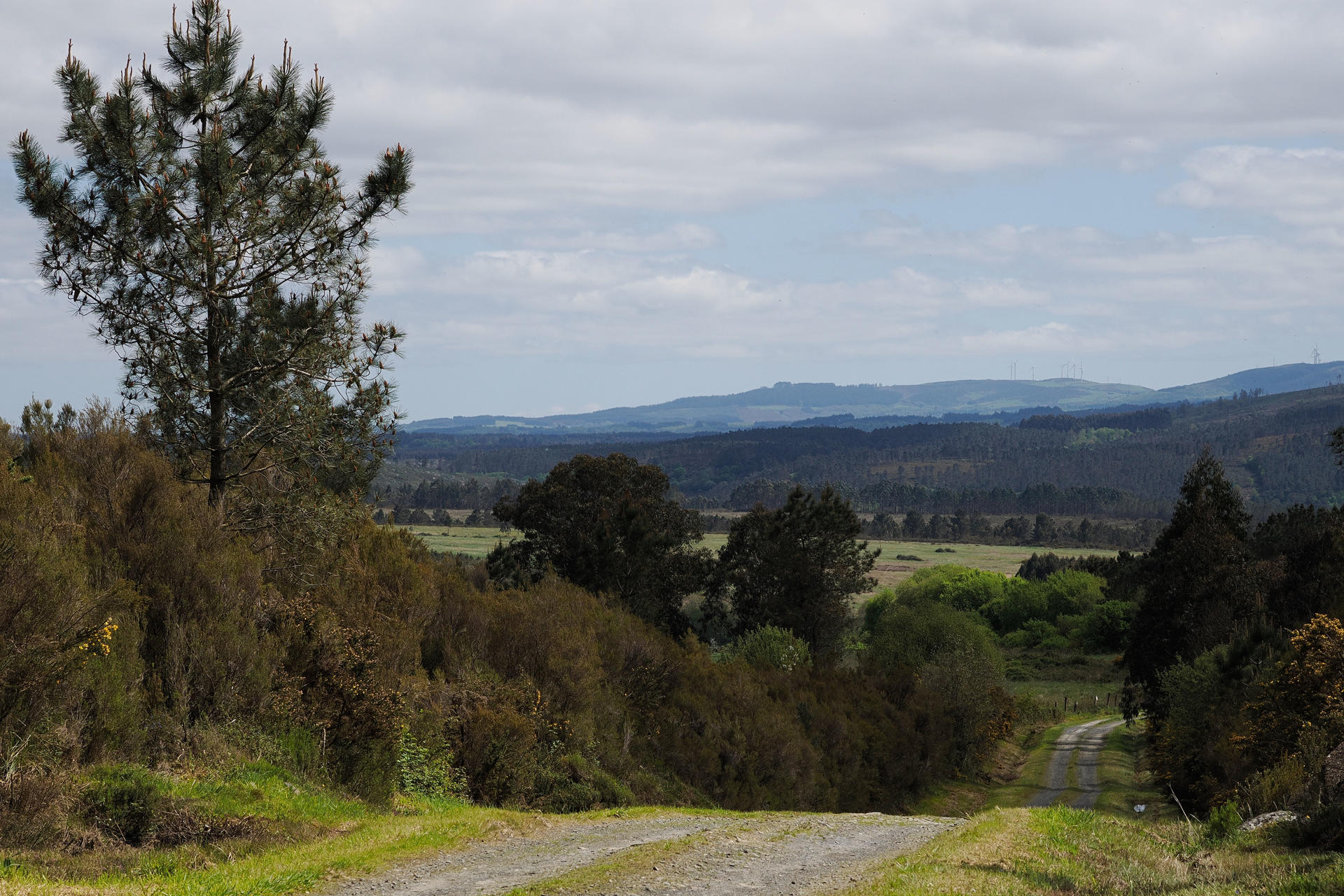 Vista de la zona próxima a la finca Quintas, zona donde se quiere instalar la celulosa Altri. La decisión del Gobierno de dejar a Altri fuera del Perte de descarbonización no frenará las movilizaciones de las plataformas ciudadanas, que manejan nuevas fechas, y tendrá contestación por parte de la compañía lusa vía recurso.-EFE/ Eliseo Trigo