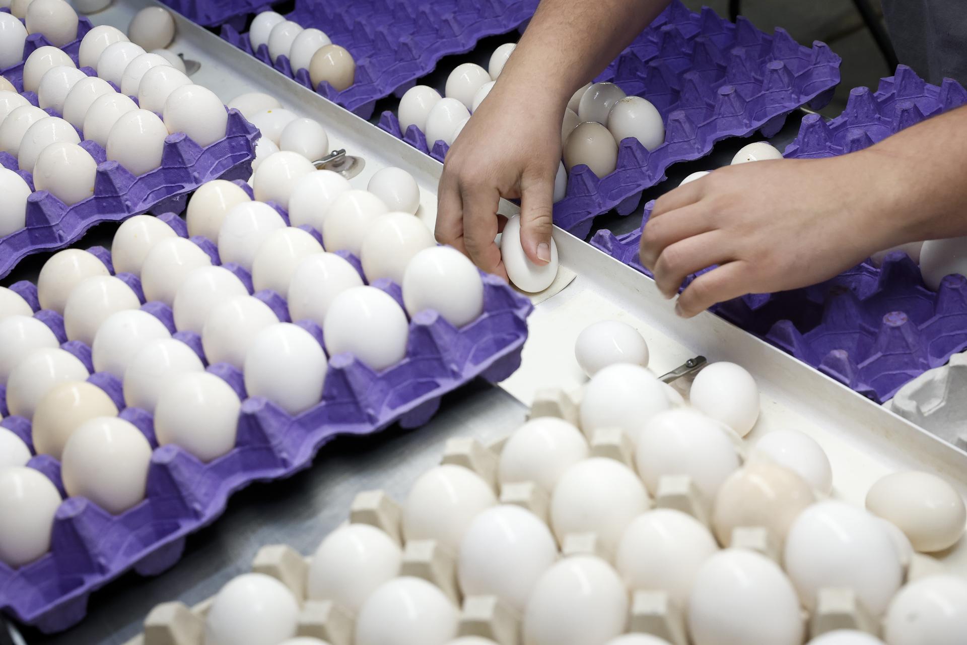 Foto de archivo que muestra a un hombre organizando huevos en una granja avícola ubicada en Chino, California, Estados Unidos. EFE/EPA/CAROLINE BREHMAN