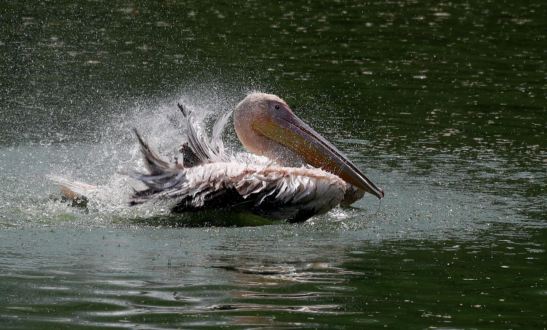EFE/EPA/HARISH TYAGI