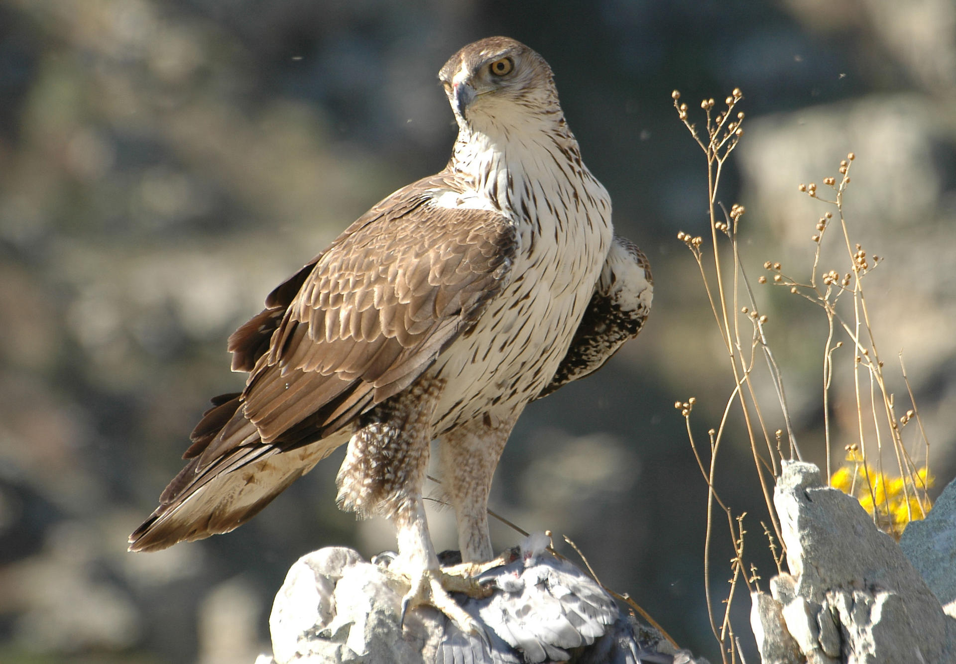 Fotografía facilitada por el Gobierno de Aragón de un ejemplar macho de águila azor perdicera. EFE