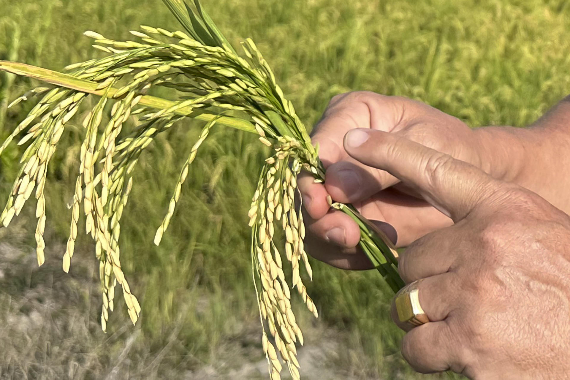 Fotografía del 25 de marzo de 2025 de un hombre mostrando una espiga de arroz en una plantación de arroz en Jesús de Otoro (Honduras). EFE/ Germán Reyes