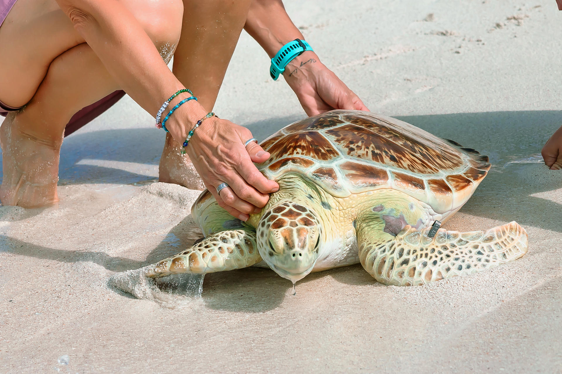 Fotografía cedida de la tortuga verde 'Addie' este 22 de abril de 2025, en la playa de Marathon, Florida (Estados Unidos). EFE/ Natalie Danko / Oficina de Prensa de los Cayos de Florida