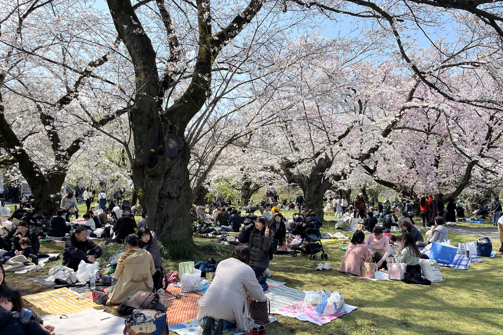 Grupos de personas disfrutan bajo la sombra de unos cerezos en una zona verde de Tokio, Japón. Con el objetivo de preservar y mantener los árboles de 'sakura' (cerezos) plantados en Japón principalmente después de la II Guerra Mundial, la marca de cervezas nipona Kirin Brewery ha lanzado una web que, con ayuda de inteligencia artificial, permite conocer la edad de estos árboles. EFE/ Sara Rodríguez Pachón