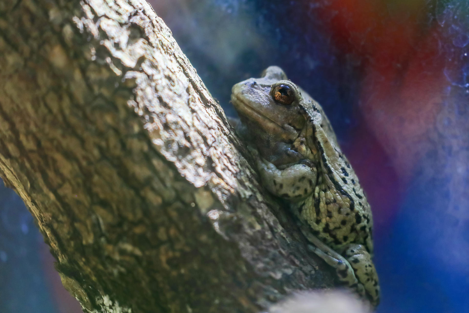 Fotografía de archivo de una rana marsupial andina. EFE/ José Jácome
