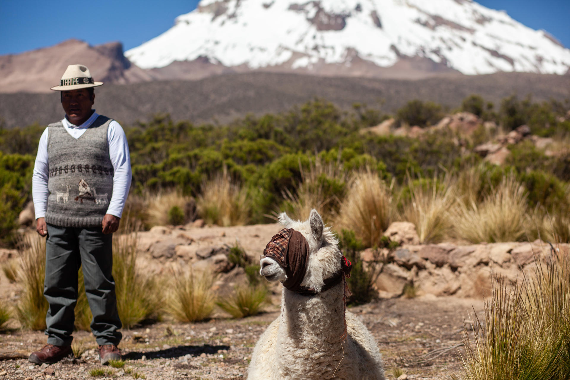 Fotografía del 10 de abril de 2025 de una alpaca antes de ser sacrificada en la ceremonia Wilancha, en Tomarapi (Bolivia). EFE/ Esteban Biba