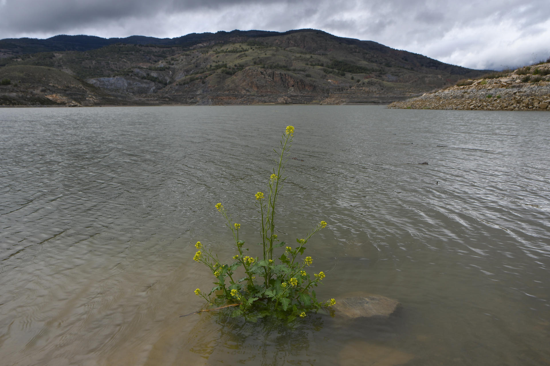 Almería no es una provincia conocida por su lluvia, sino por todo lo contrario, y de hecho las últimas gotas frías no se han traducido en unos embalses con más y mejores reservas de agua, como sí ha ocurrido en otros puntos de Andalucía, porque los pantanos se construyeron para evitar desgracias y no para el suministro. En la imagen, pantano de Beninar en Berja, Almería. EFE / Carlos Barba