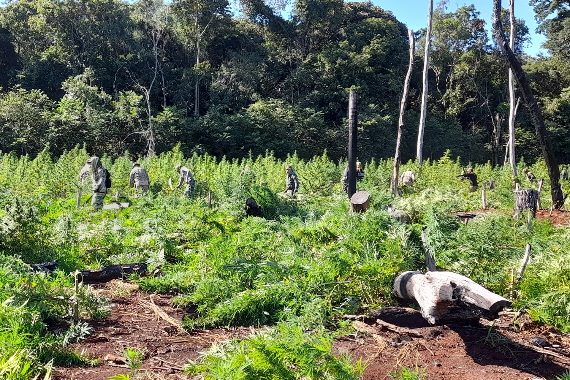 Fotografía cedida por la Secretaría Nacional Antidrogas de Paraguay, de integrantes de la Secretaría Nacional Antidrogas de Paraguay trabajando en la destrucción de cultivos de marihuana este martes, en Amambay (Paraguay). EFE/ Secretaría Nacional Antidrogas