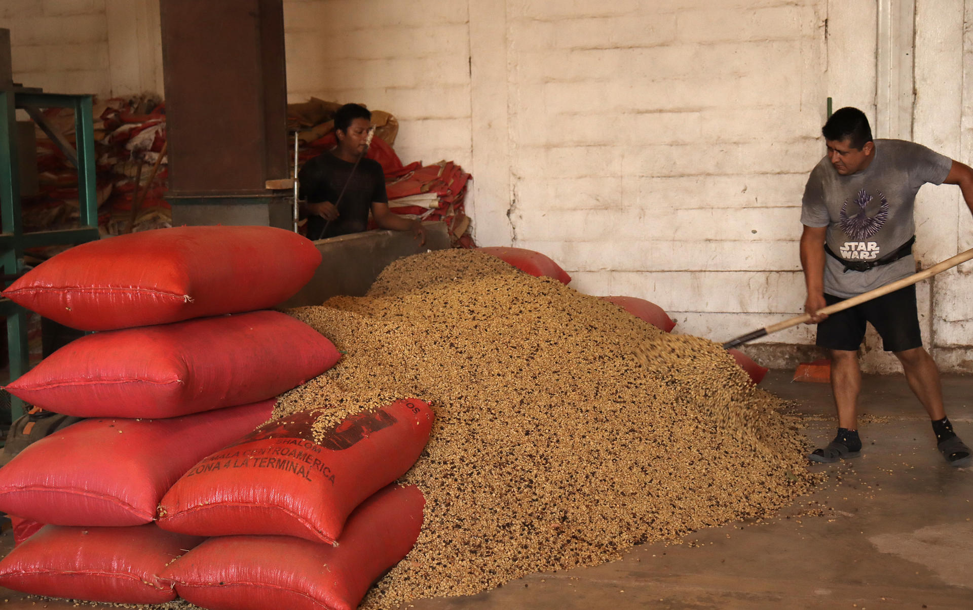 Un hombre trabaja en la cafetalera San Francisco de Asís este miércoles, en el municipio de Tapachula en Chiapas (México). EFE/Juan Manuel Blanco