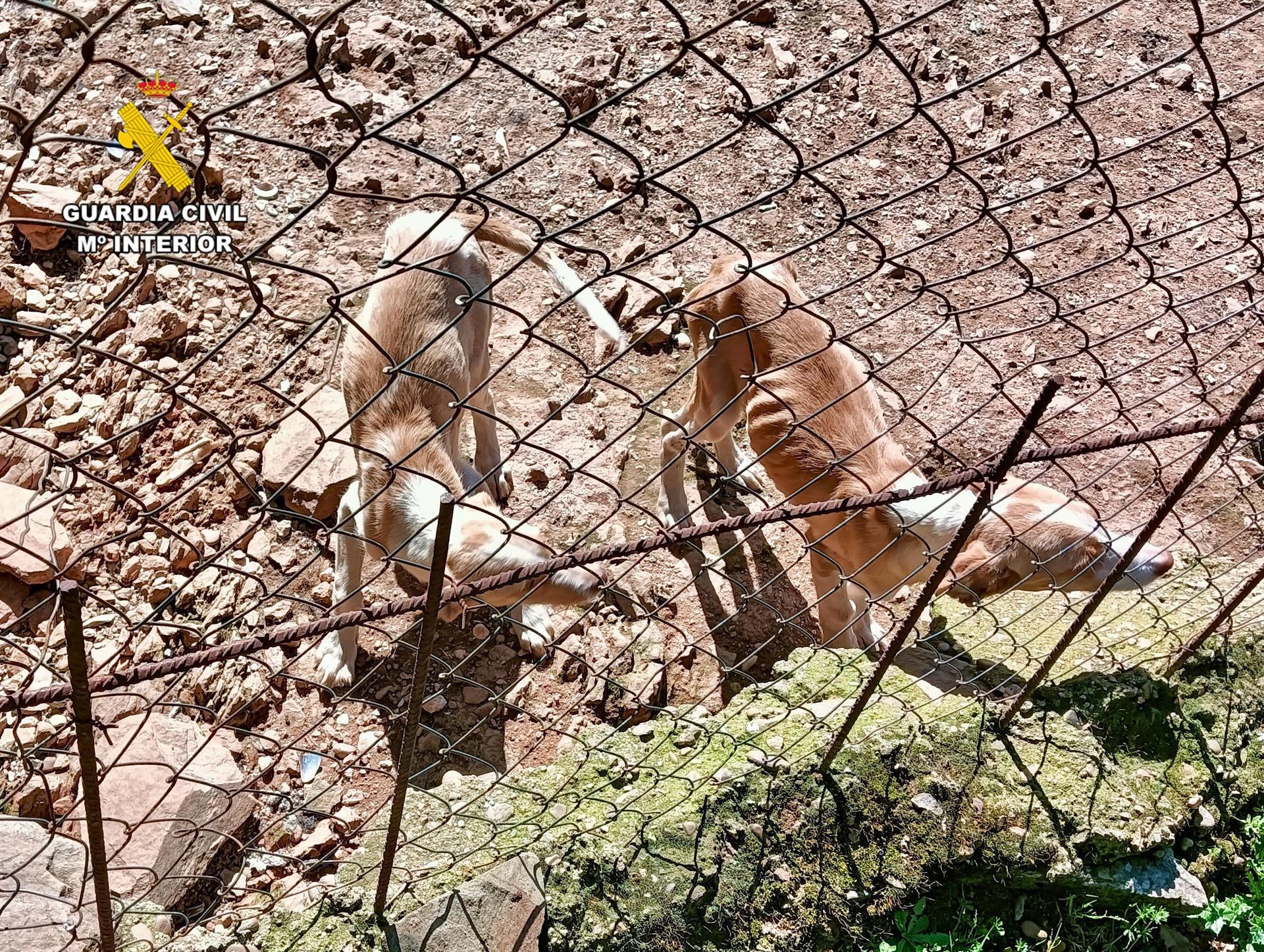 Imagen de lugar donde fueron rescatados los perros cedida por la Guardia Civil de Cáceres .- GUARDIA CIVIL