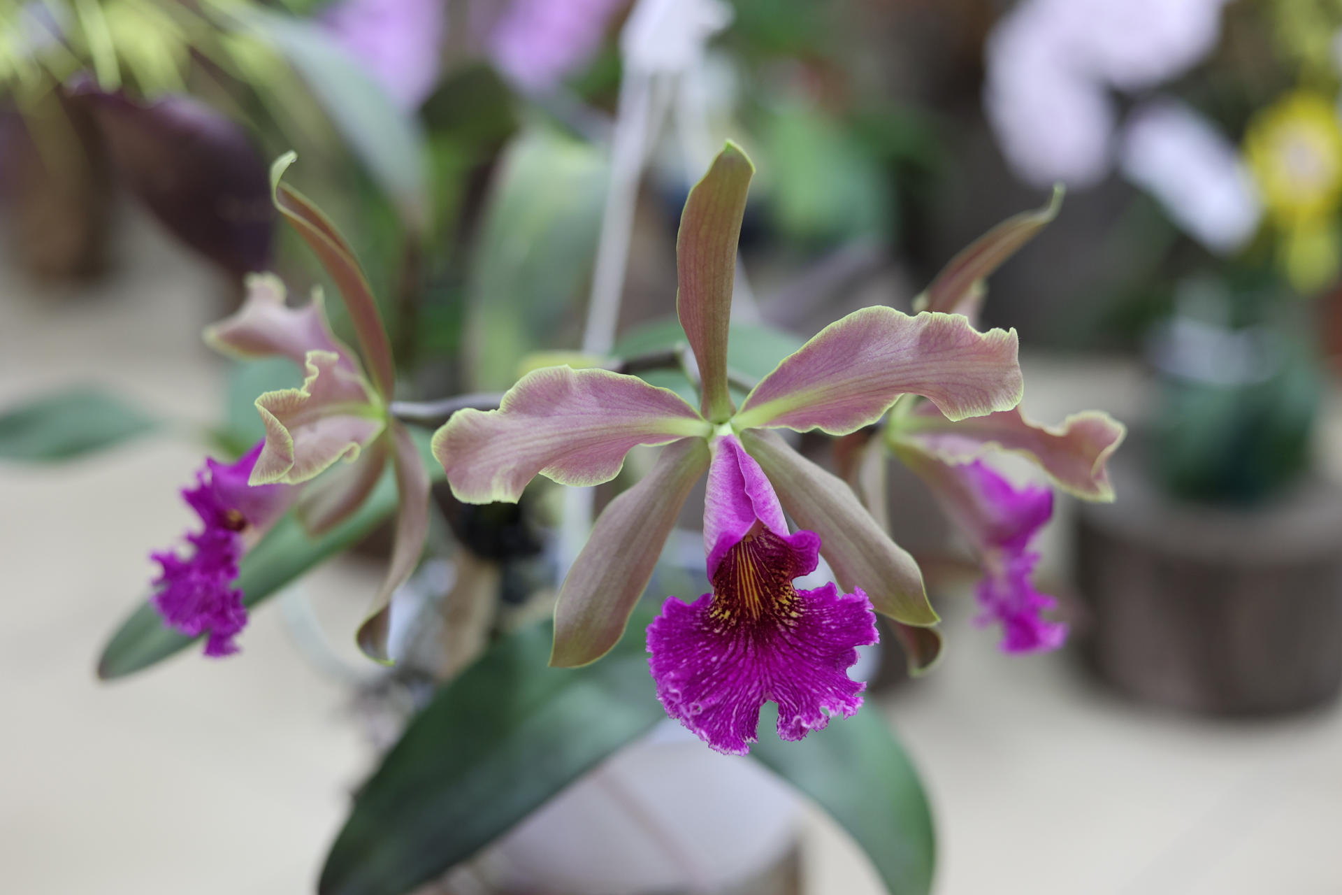 Fotografía del 10 de abril de 2025 de una orquídea durante un certamen para elegir la orquídea ideal, en Boquete (Panamá). EFE/ Marcelino Rosario