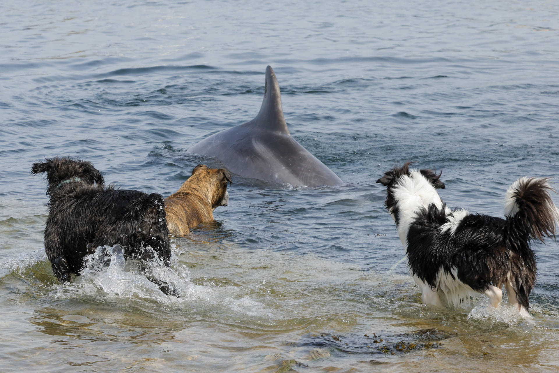 Tres perros tratan de jugar con el delfín Manoliño, en el puerto de O Freixo A Coruña, en una imagen de archivo. EFE/Lavandeira JR