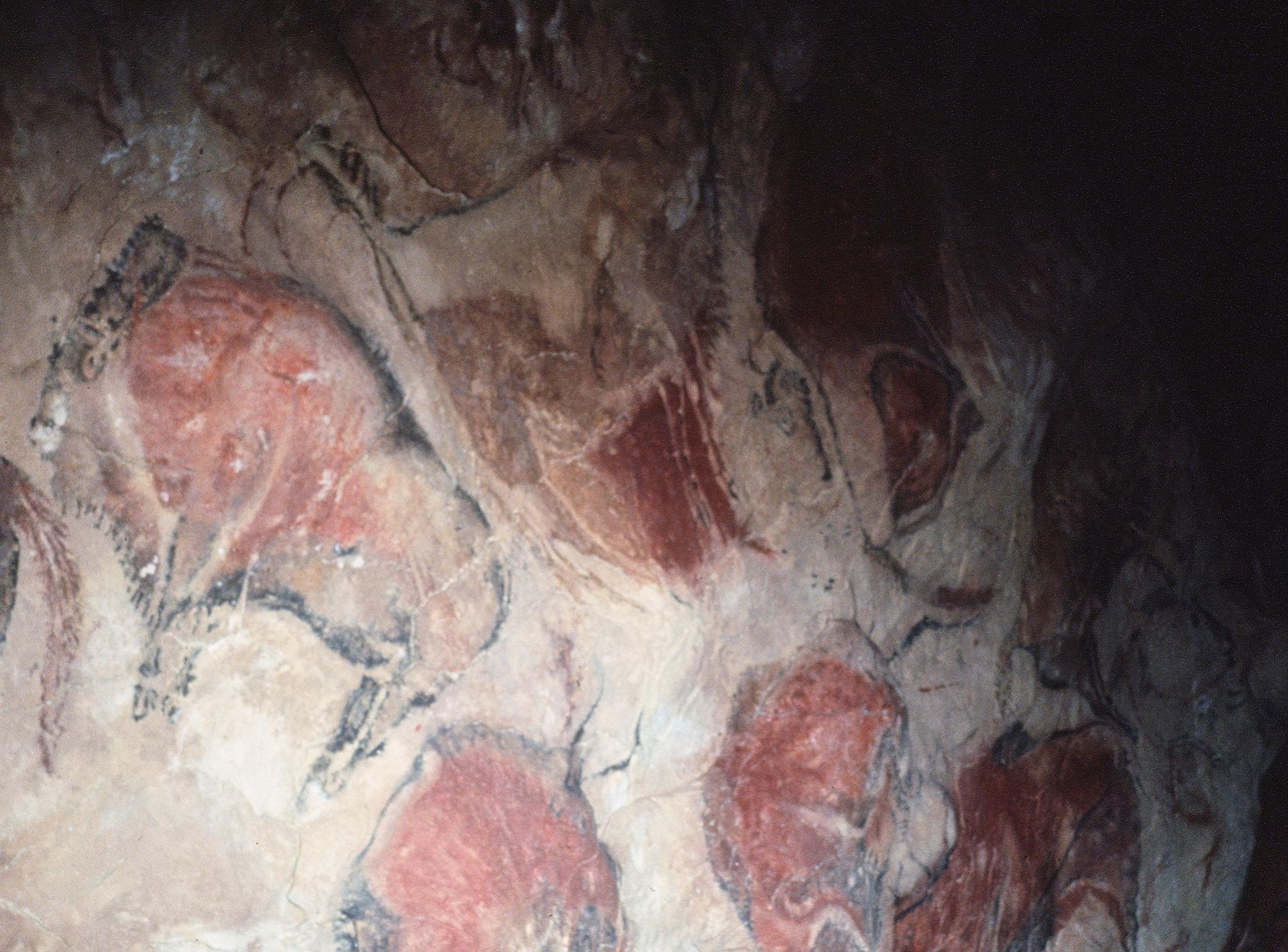 Bisontes, pintados y grabados, son la expresión de los habitantes de la Cueva de Altamira de hace 15.000 años durante el Paleolítico Superior. EFE/ma/Archivo