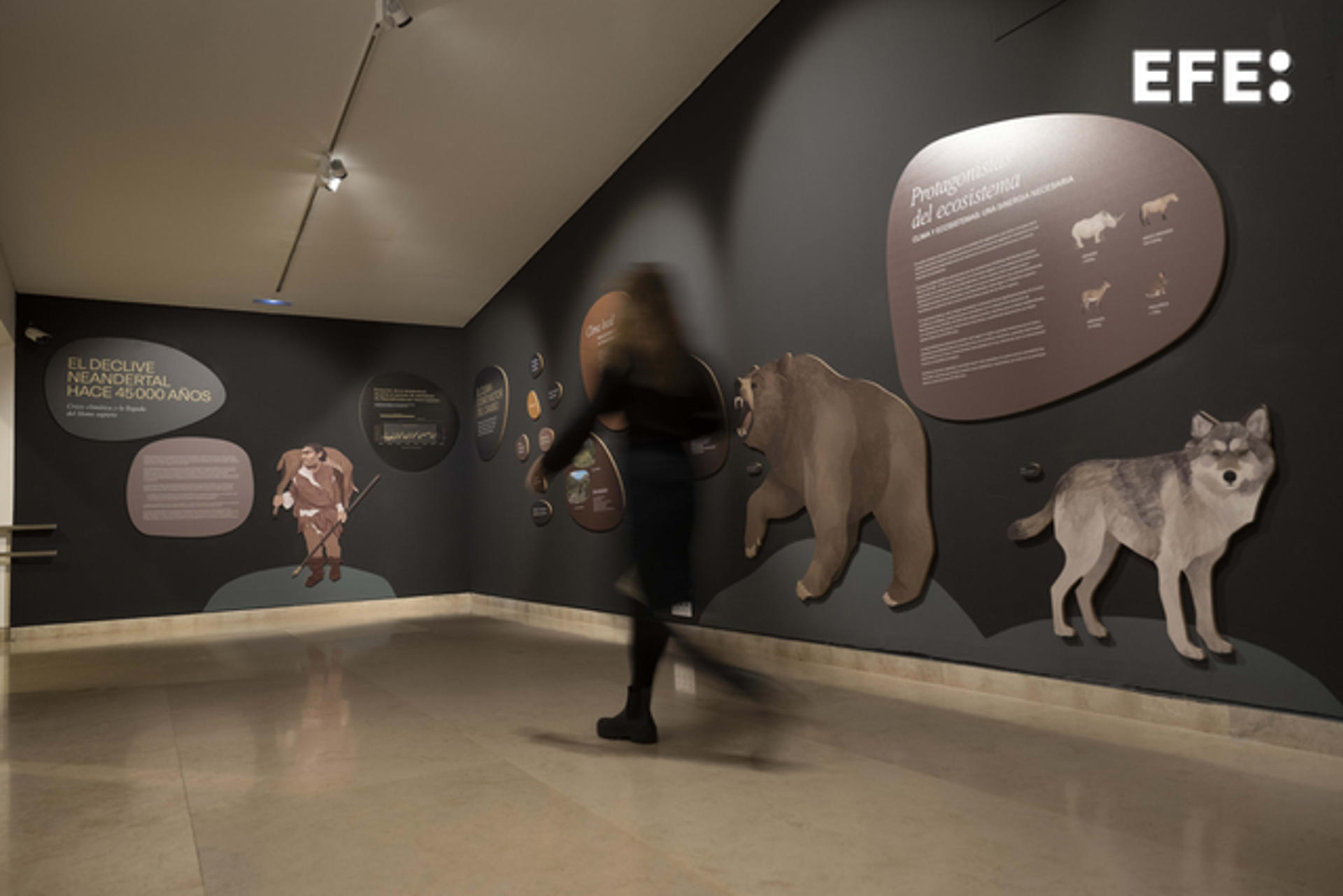 Una mujer visita la exposición "El declive neandertal hace 45.000 años. Crisis climática y la llegada del Homo sapiens".EFE/Pedro Puente Hoyos