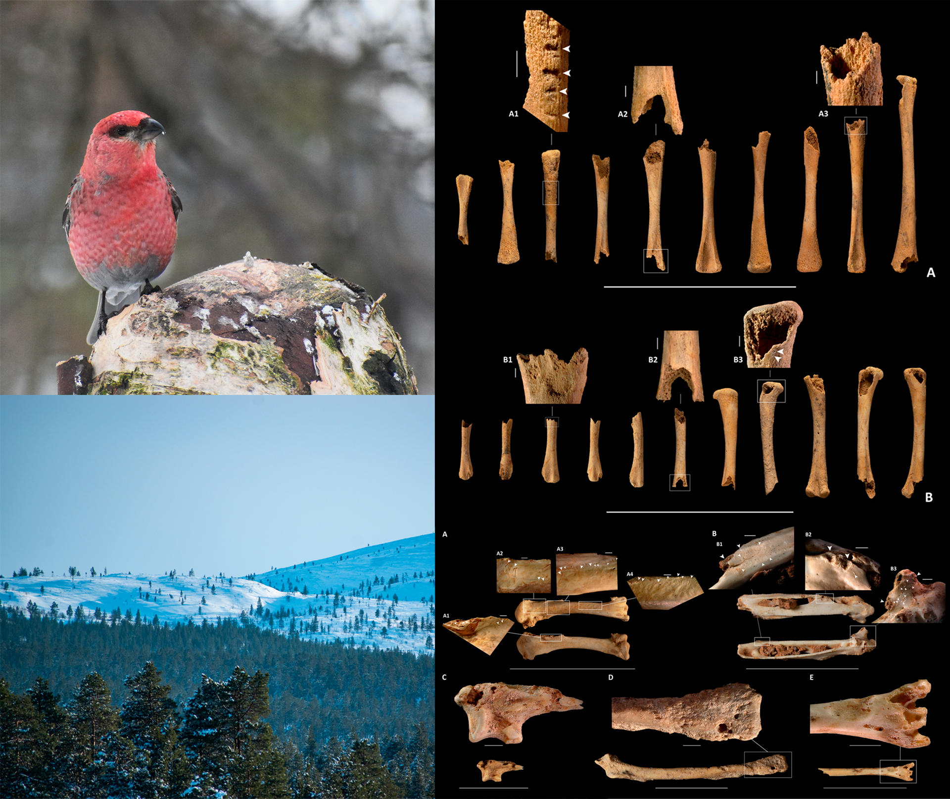 Fotografía de un pinzón de los pinos (Pinicola enucleator) y un paisaje boreal actual (Lemmenjoki, Finlandia). Al lado, huesos de palomas inmaduras modificadas por mamíferos carnívoros (derecha, arriba) y huesos de otras aves consumidas por rapaces (derecha, abajo). EFE/Crédito: Mario Marqueta / IPHES-BÚSQUEDA