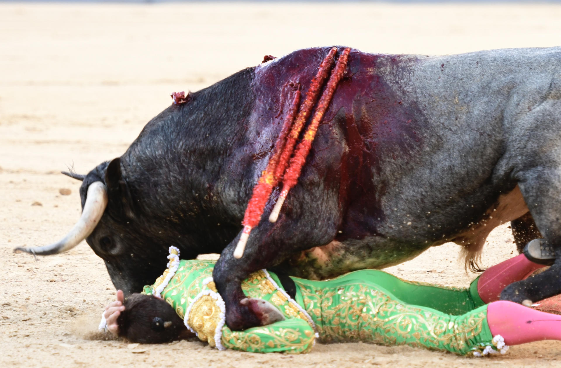 El diestro Luis Gerpe sufre una cogida durante la corrida que se celebra hoy domingo en la plaza de toros de Las Ventas, en Madrid. EFE / Victor Lerena.