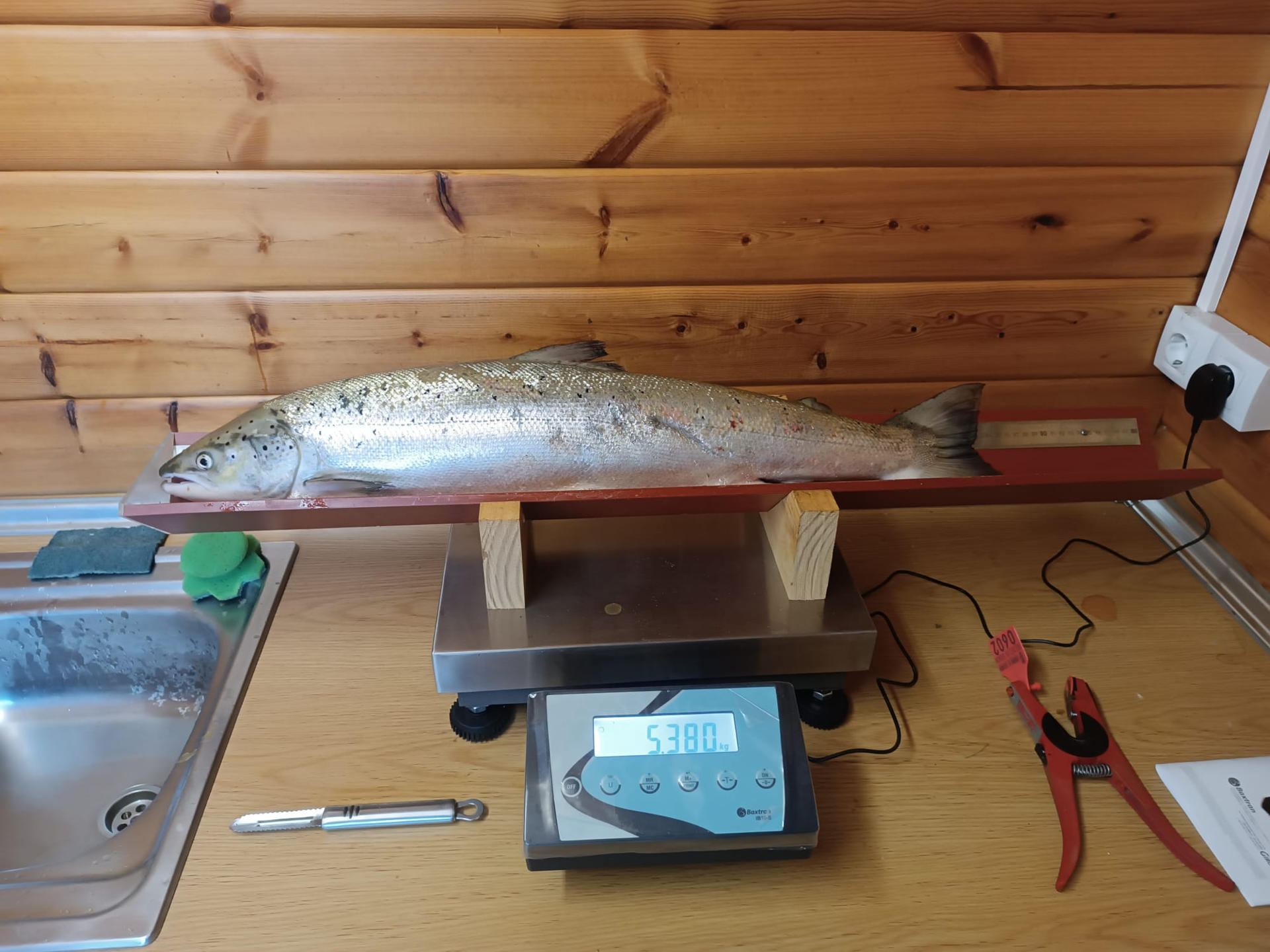 La cántabra Nekane Arias ha pescado este sábado en el rió Pas el primer salmón de la temporada, el 'campanu', un ejemplar de 5,380 kilos de peso. EFE/ Consejería De Desarrollo Rural   **SOLO USO EDITORIAL/SOLO DISPONIBLE PARA ILUSTRAR LA NOTICIA QUE ACOMPAÑA (CRÉDITO OBLIGATORIO)***