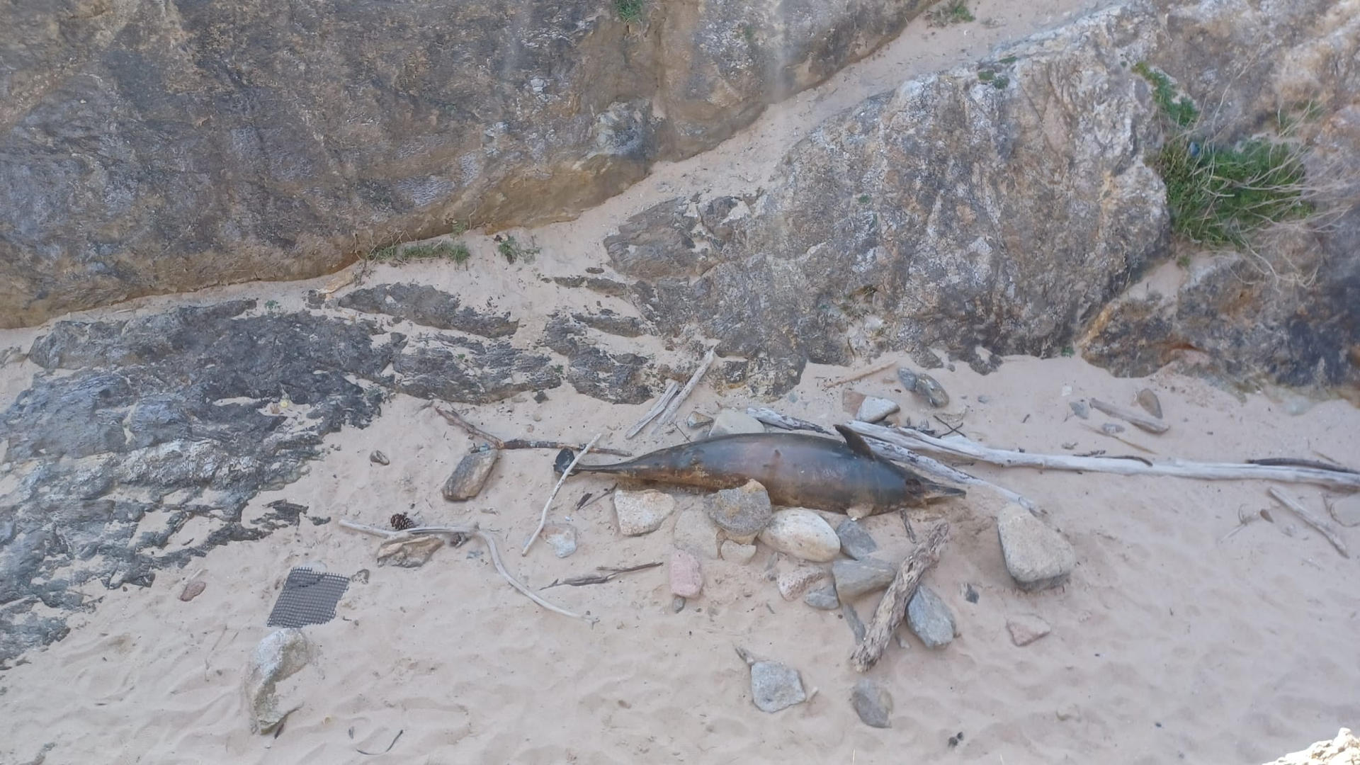 Un delfín muerto en la costa gallega, el pasado fin de semana. EFE/CENMA // SOLO USO EDITORIAL/SOLO DISPONIBLE PARA ILUSTRAR LA NOTICIA QUE ACOMPAÑA (CRÉDITO OBLIGATORIO)