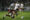 Nuno Moreira (abajo) de Vasco da Gama disputa el balón con Armando Méndez de Lanús en un partido de la fase de grupos de la Copa Sudamericana. EFE/ Antonio Lacerda
