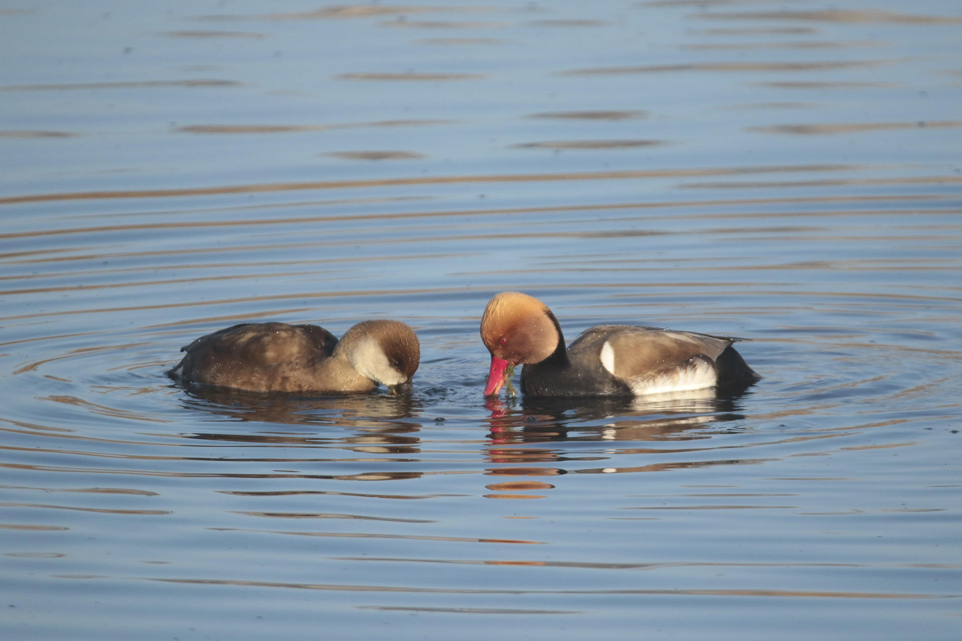 Una pareja de patos colorados en el parque nacional de Las Tablas de Daimiel es uno de los mejores lugares para observar aves durante el mes de Abril. EFE/ Beldad