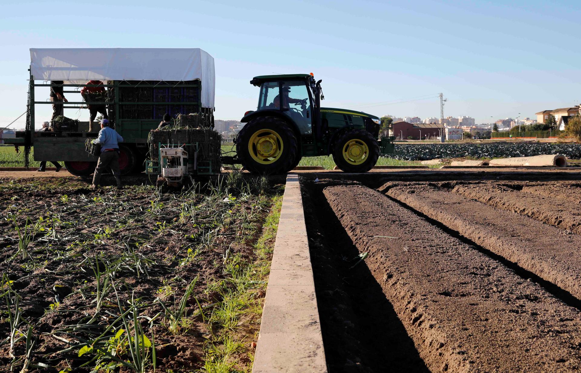 Varios trabajadores de la huerta valenciana en Alboraia (Valencia), en una imagen de archivo. EFE/Ana Escobar
