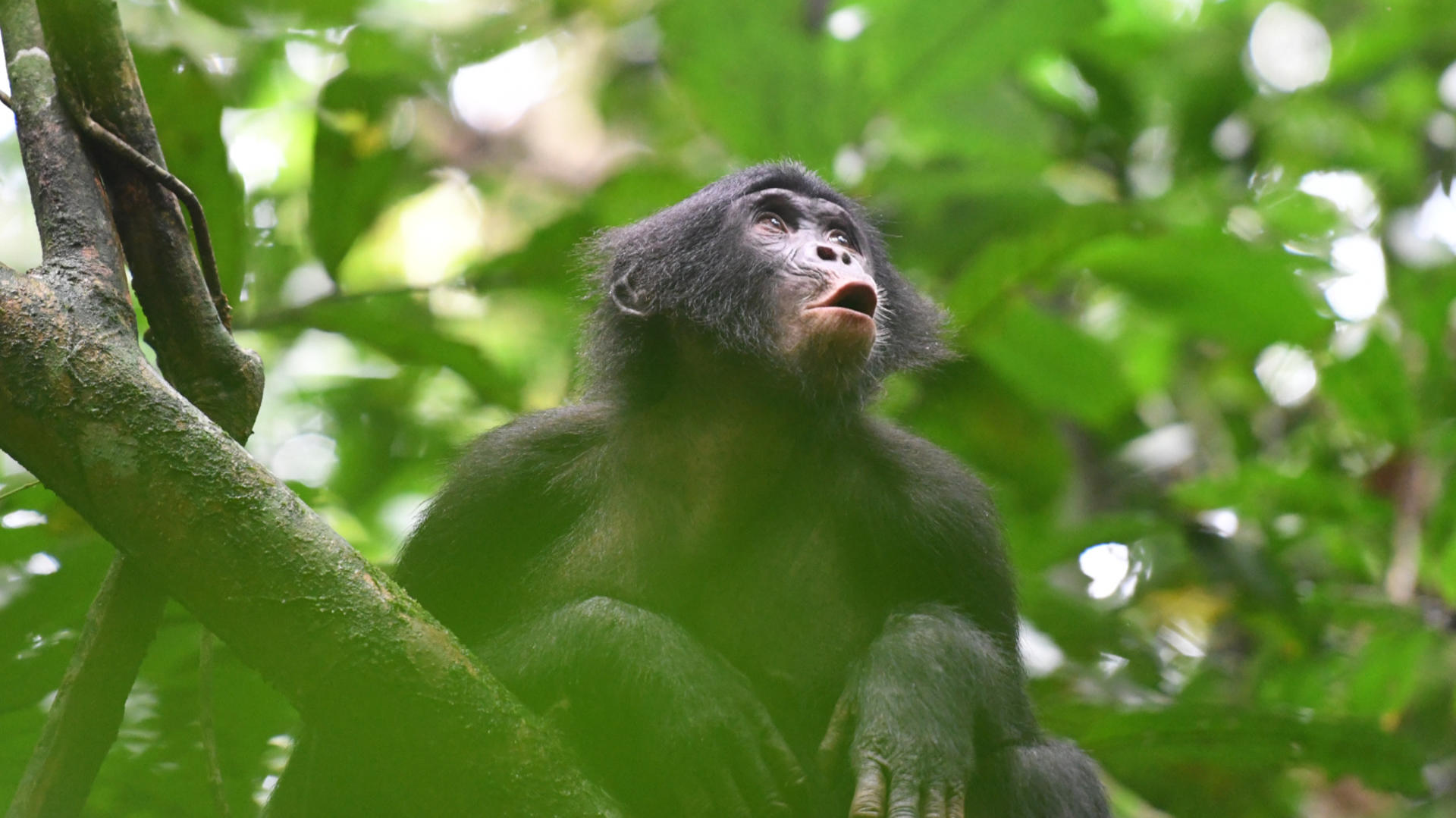 Mia, una joven hembra bonobo de la comunidad Fekako, vocaliza en respuesta a miembros distantes del grupo. EFE/Crédito: Martin Surbeck, Proyecto de Investigación Kokolopori Bonobo