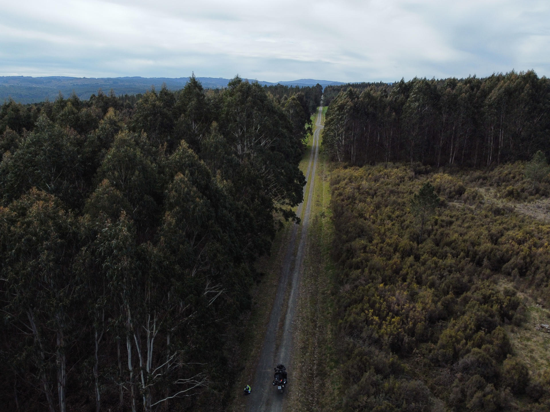 Vista aérea de un bosque de eucalipto, en Palas de Rei (Galicia), en una fotografía de archivo. EFE/ Eliseo Trigo