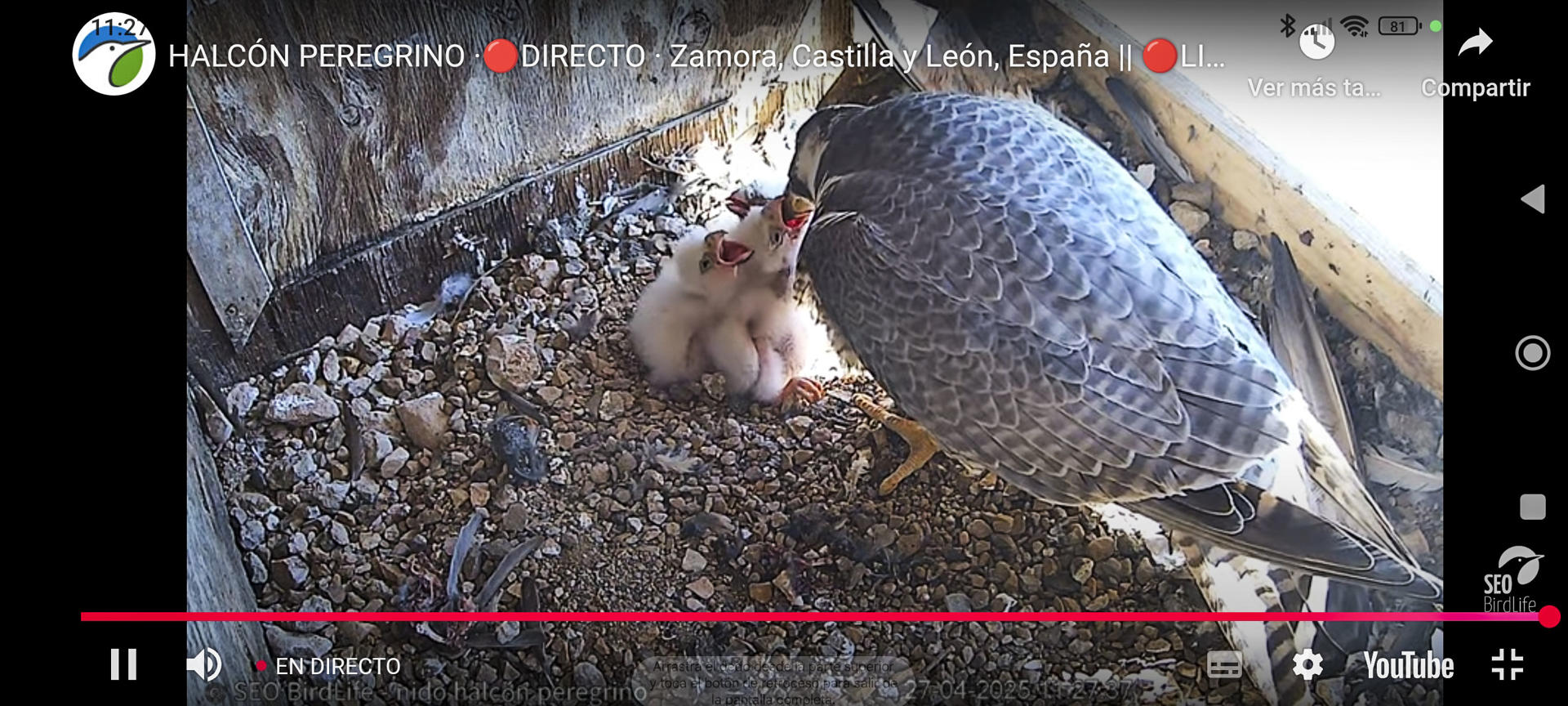 Imagen de la cámara instalada por SEO BirdLife en la caja-nido de halcones peregrinos utilizados para el control biológico de palomas en la ciudad de Zamora, con la que puede observarse en directo cómo la hembra Tromba alimenta a tres polluelos. EFE/Imagen de la cámara web de SEO BirdLife. SOLO USO EDITORIAL/SOLO DISPONIBLE PARA ILUSTRAR LA NOTICIA QUE ACOMPAÑA (CRÉDITO OBLIGATORIO)