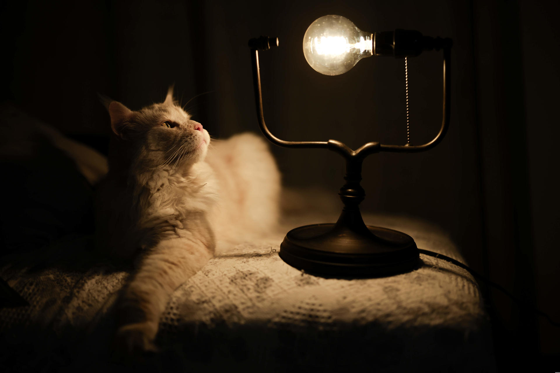 Imagen de archivo de un gato que observa la luz de una bombilla. EFE/Jeffrey Arguedas