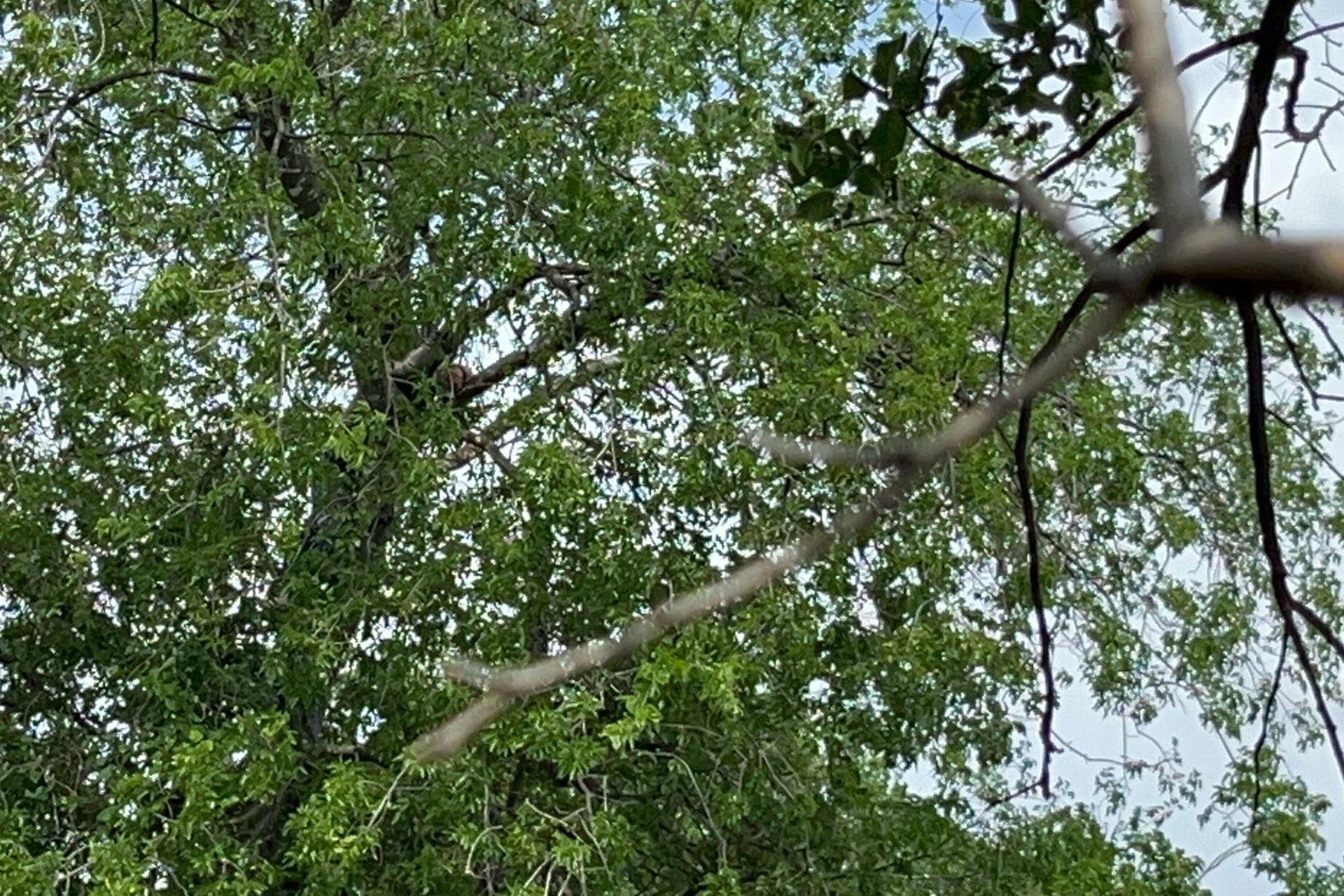 Agentes de migración encuentran a un hombre guatemalteco subido a un árbol este martes, en San Antonio, Texas (Estados Unidos). EFE/ Alejandra Arredondo