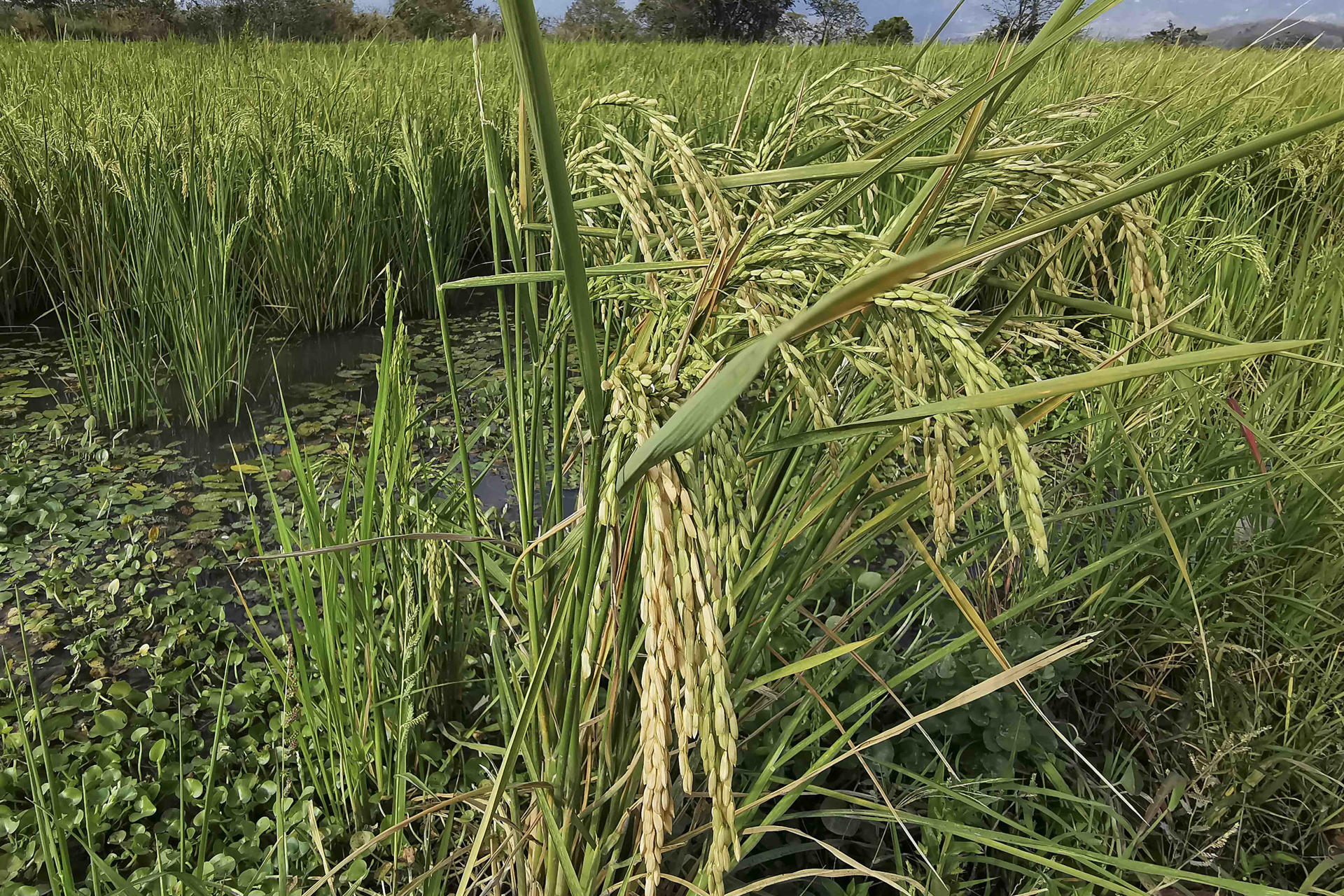 Fotografía del 25 de marzo de 2025 de una plantación de arroz en Jesús de Otoro (Honduras). EFE/ Germán Reyes