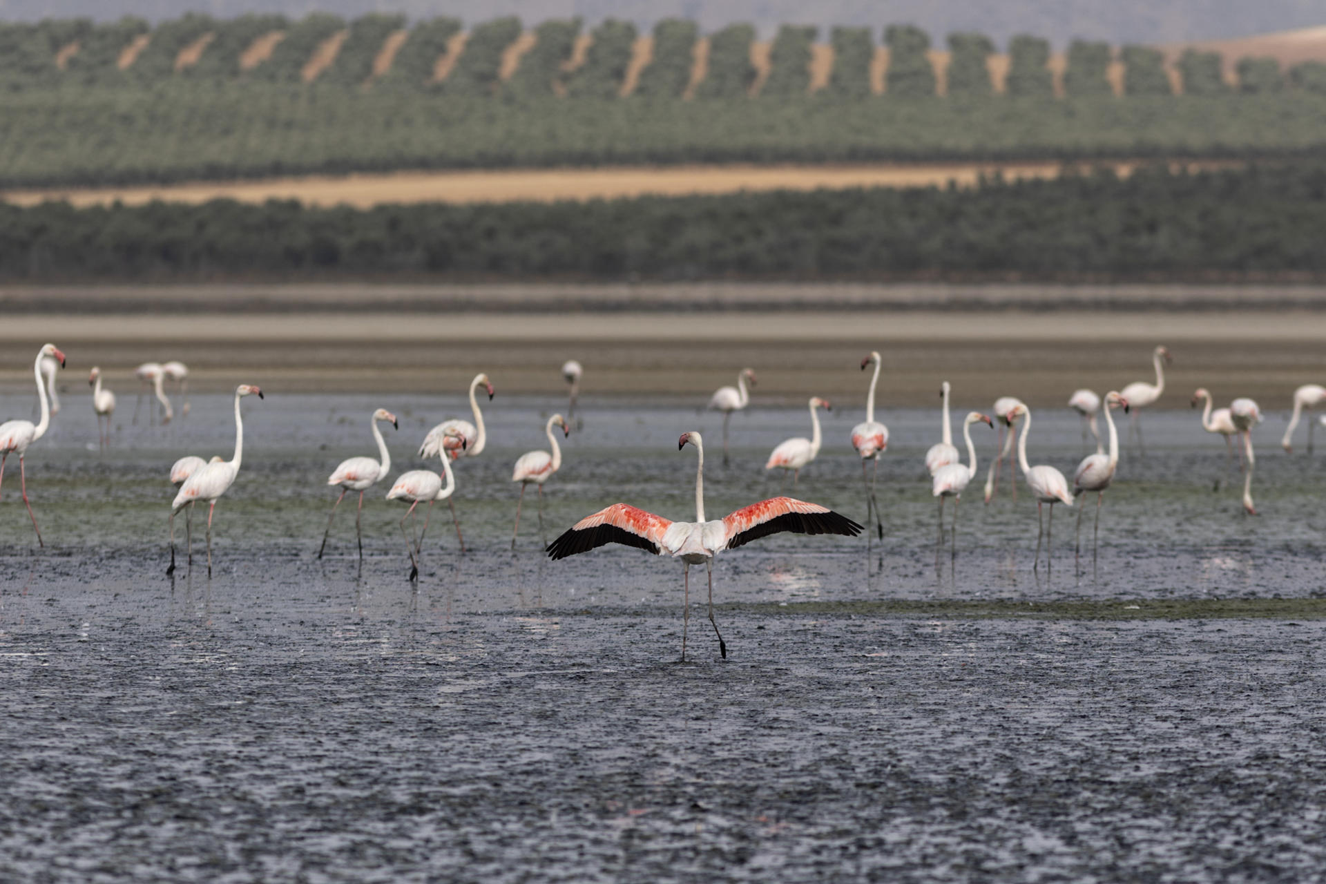 Un grupo de flamencos en la Laguna de Fuente de Piedra, de Málaga, en una imagen de archivo. EFE/ Daniel Pérez