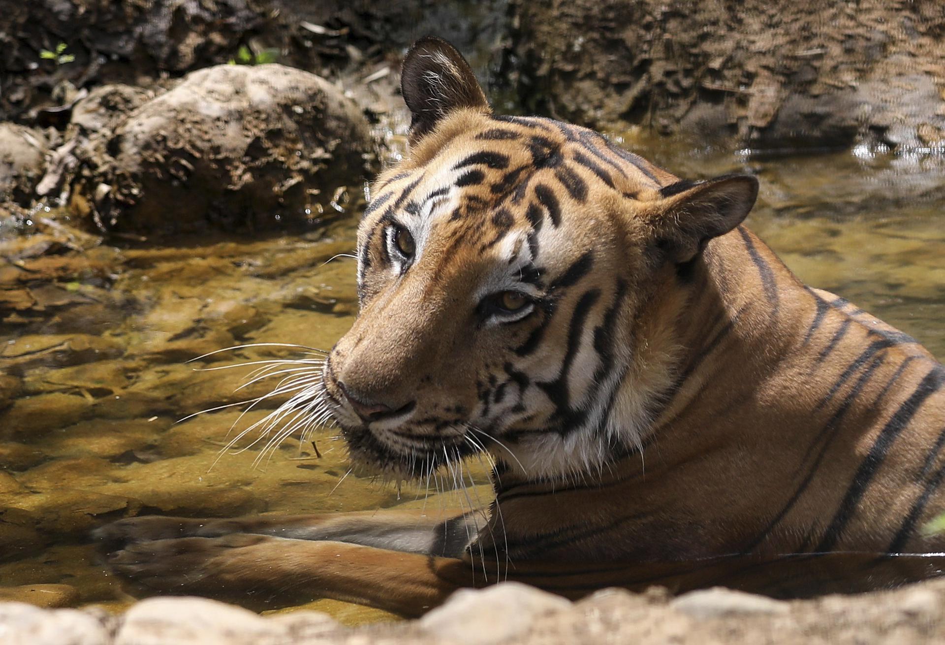 Un tigre de Bengala se refresca en el agua en el parque Sanjay Gandhi en Bombay (India), en una fotografía de archivo. EFE/Divyakant Solanki