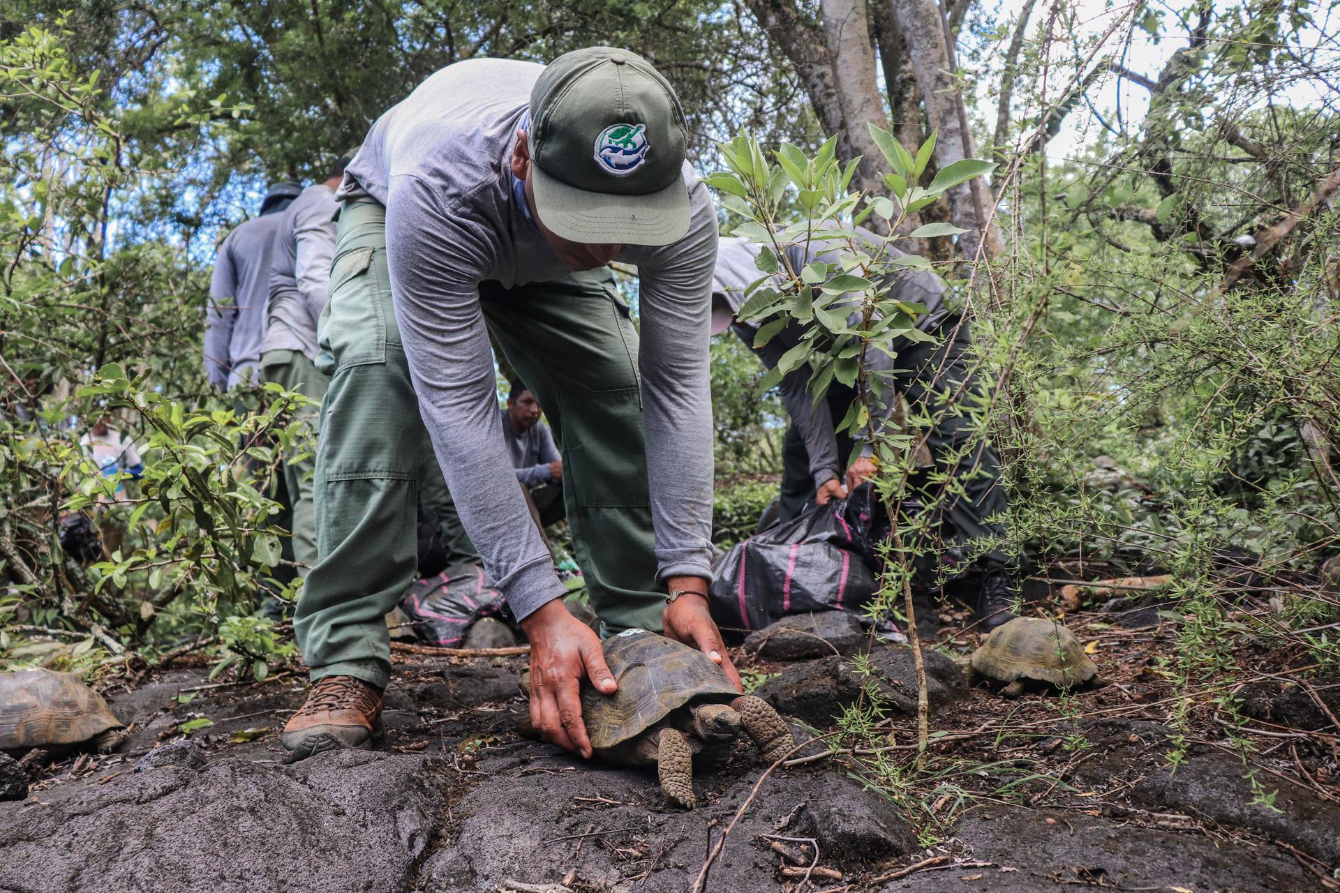 Fotografía cedida por el Parque Nacional Galápagos de trabajadores liberando tortugas en la isla Isabela, en los Galápagos (Ecuador). EFE/ Parque Nacional Galápagos