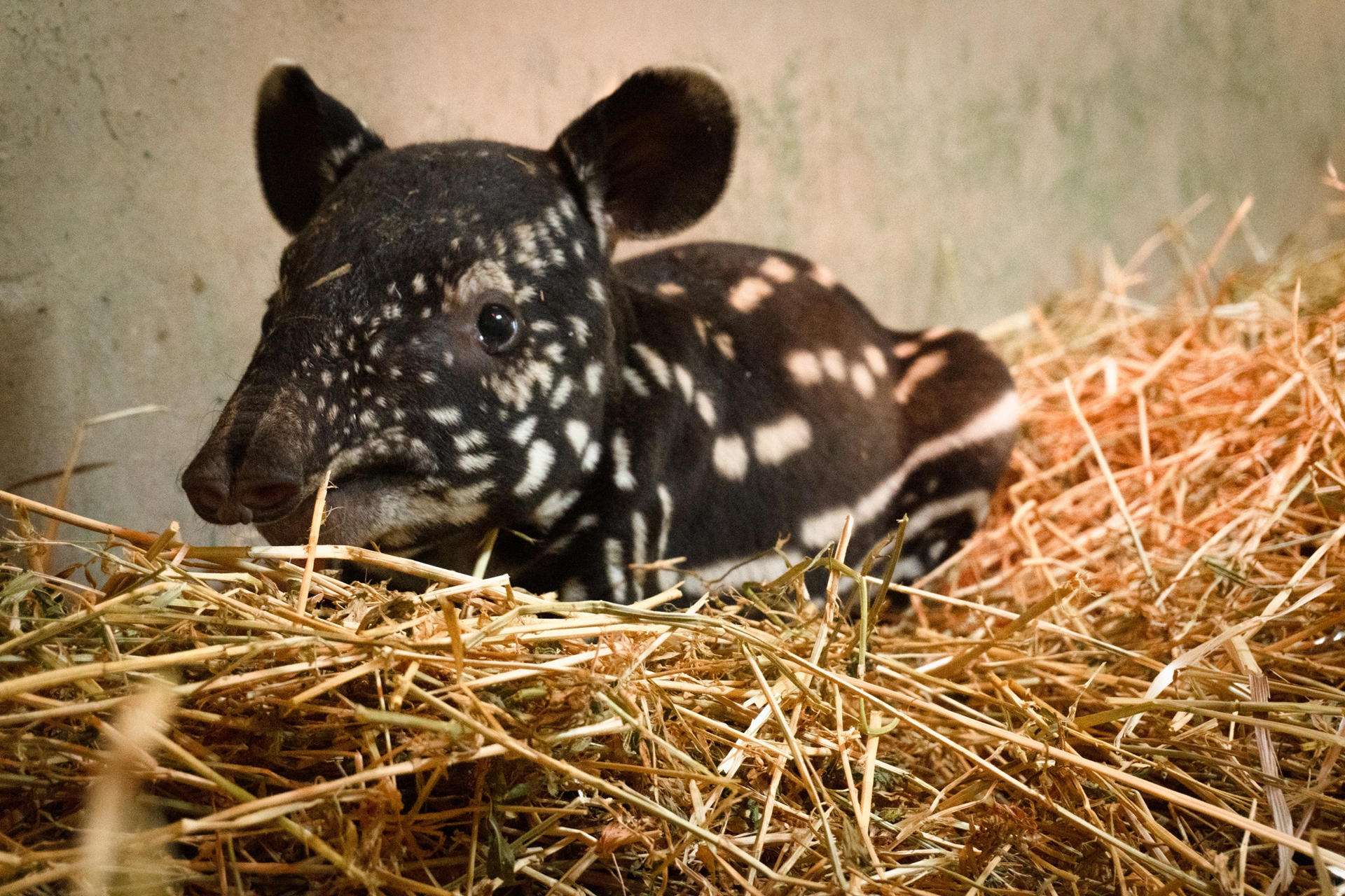 La primera cría de tapir malayo (Tapirus indicus) nacida en España ha llegado al mundo en el parque zoológico Bioparc Fuengirola (Málaga), que lo ha calificado como un "hito histórico para la conservación de esta especie en grave peligro de extinción".EFE/ Bioparc Fuengirola ***SOLO USO EDITORIAL/SOLO DISPONIBLE PARA ILUSTRAR LA NOTICIA QUE ACOMPAÑA (CRÉDITO OBLIGATORIO)***