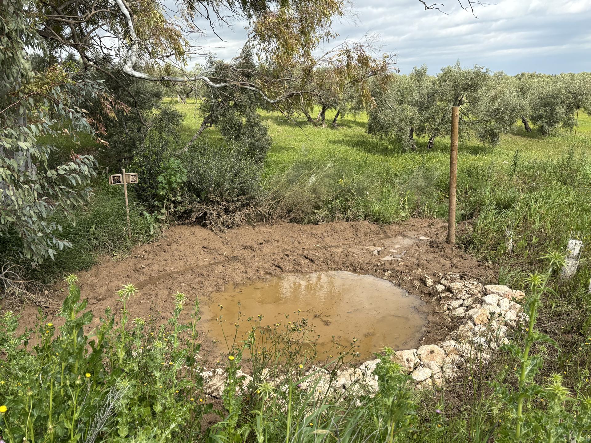 Charca que se ha creado para fomentar la biodiversidad en la finca Las Víboras en Osuna (Sevilla). Transformar el sistema actual del cultivo de secano, uno de los más importantes de España, pero con baja rentabilidad, para ofrecer un producto con un mayor valor añadido e incrementar la biodiversidad en el ecosistema es el objetivo del proyecto piloto Secanos Vivos.EFE/Carlos Rivera