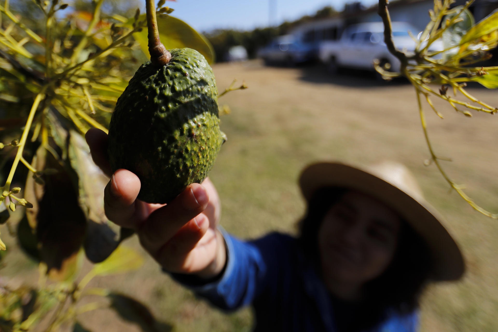 Fotografía de archivo en el que una campesina recoge aguacates de un árbol. EFE/ Francisco Guasco