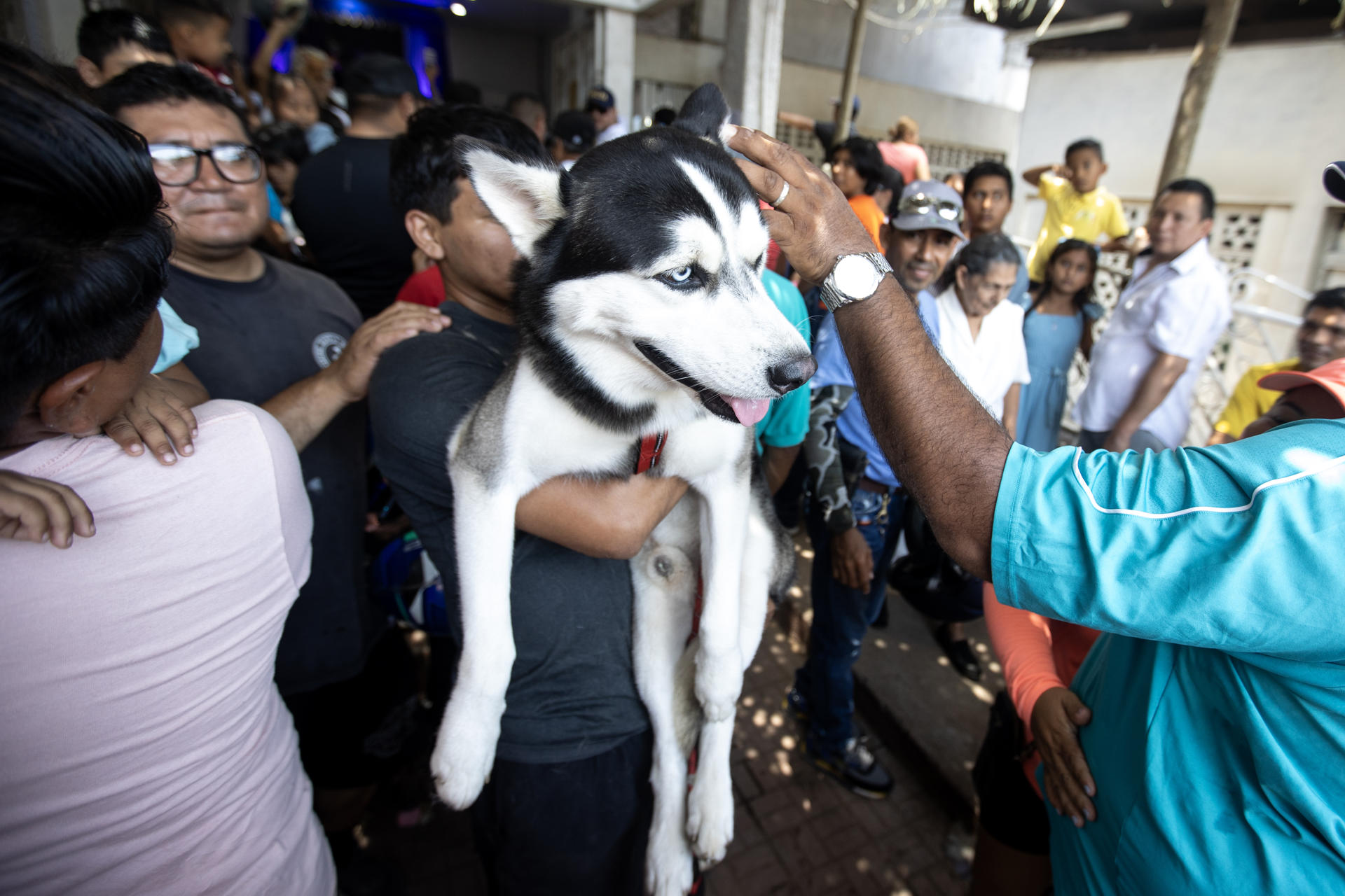 Fotografía de un perro durante la celebración de San Lázaro este domingo, en la iglesia Santa María Magdalena, en Masaya (Nicaragua). EFE/ STR