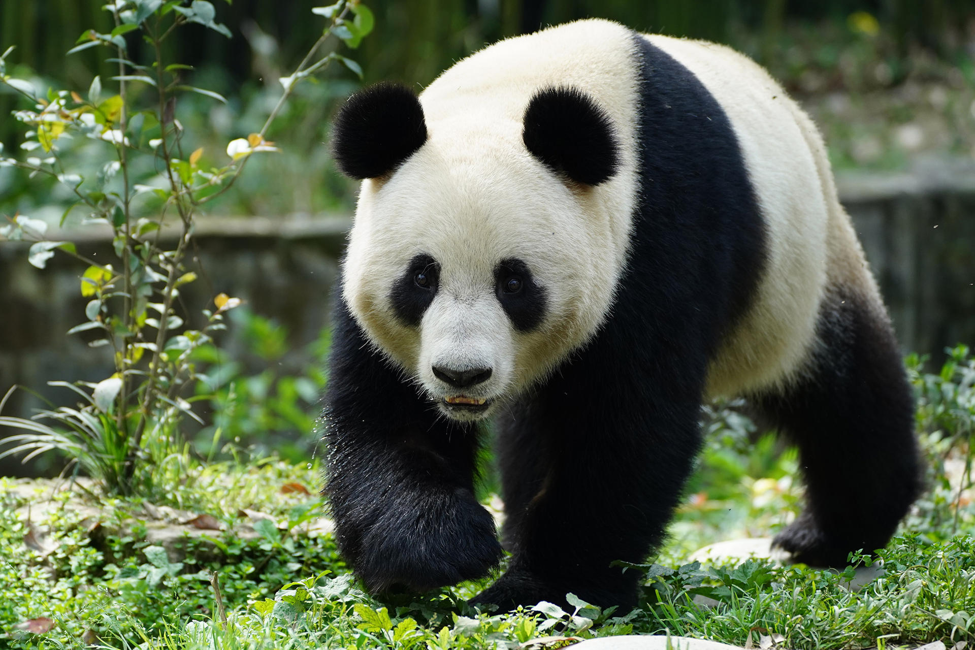 Una pareja de dos pandas adultos llegó este miércoles al parque zoológico Schönbrunn de Viena, tras ser trasladada desde China en el marco de una cooperación para proteger a esta especie en peligro de extinción. La hembra Lan Yun (en la imagen) y el macho He Feng son dos pandas gigantes que nacieron en 2020 en el Centro de Conservación e Investigación de los Pandas Gigantes en China, informó en un comunicado el citado zoo, el más antiguo del mundo. EFE/  Centro de Conservación e Investigación de los Pandas Gigantes /SOLO USO EDITORIAL/SOLO DISPONIBLE PARA ILUSTRAR LA NOTICIA QUE ACOMPAÑA (CRÉDITO OBLIGATORIO)