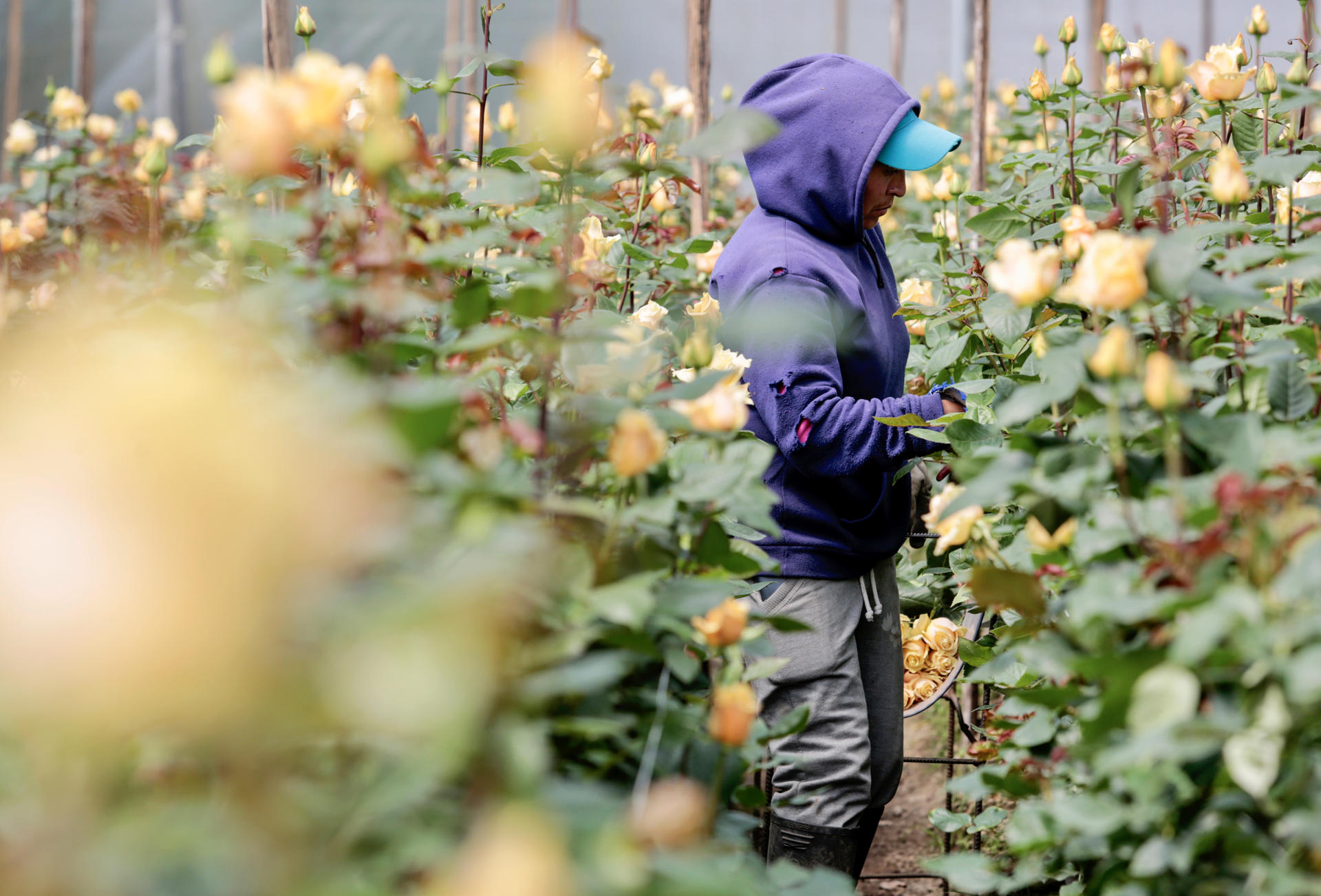 Trabajadores cosechan rosas en una plantación de una empresa ubicada en Cayambe (Ecuador), en una fotografía de archivo. EFE/ Santiago Fernández