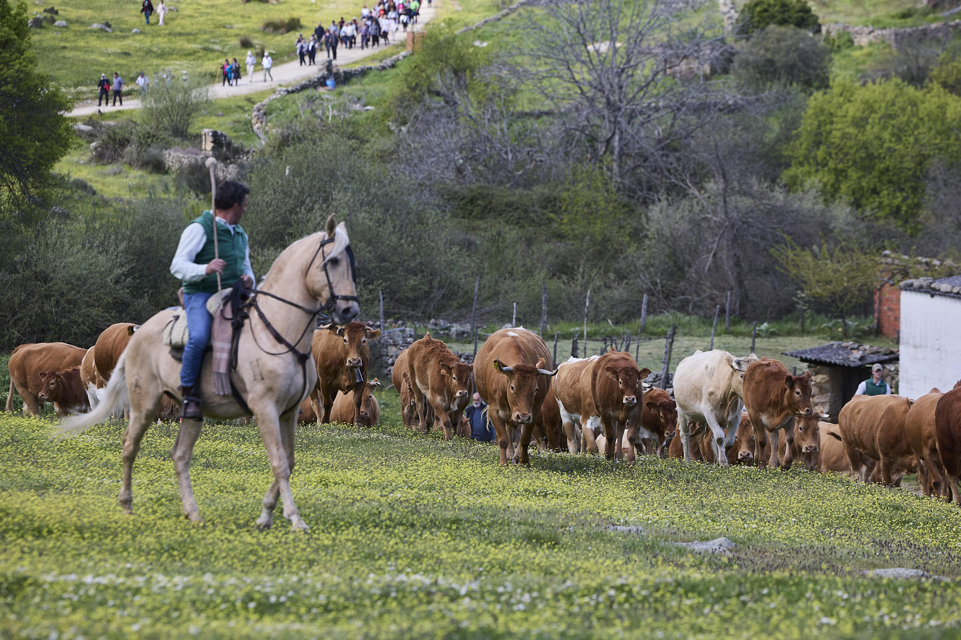 Un hombre a caballo vigila las reses que se desplazan este domingo en la localidad de Talavera de la Reina, Toledo durante la II Feria de la Trashumancia que reivindica un pastoreo sostenible y el relevo generacional. EFE/Manu Reino