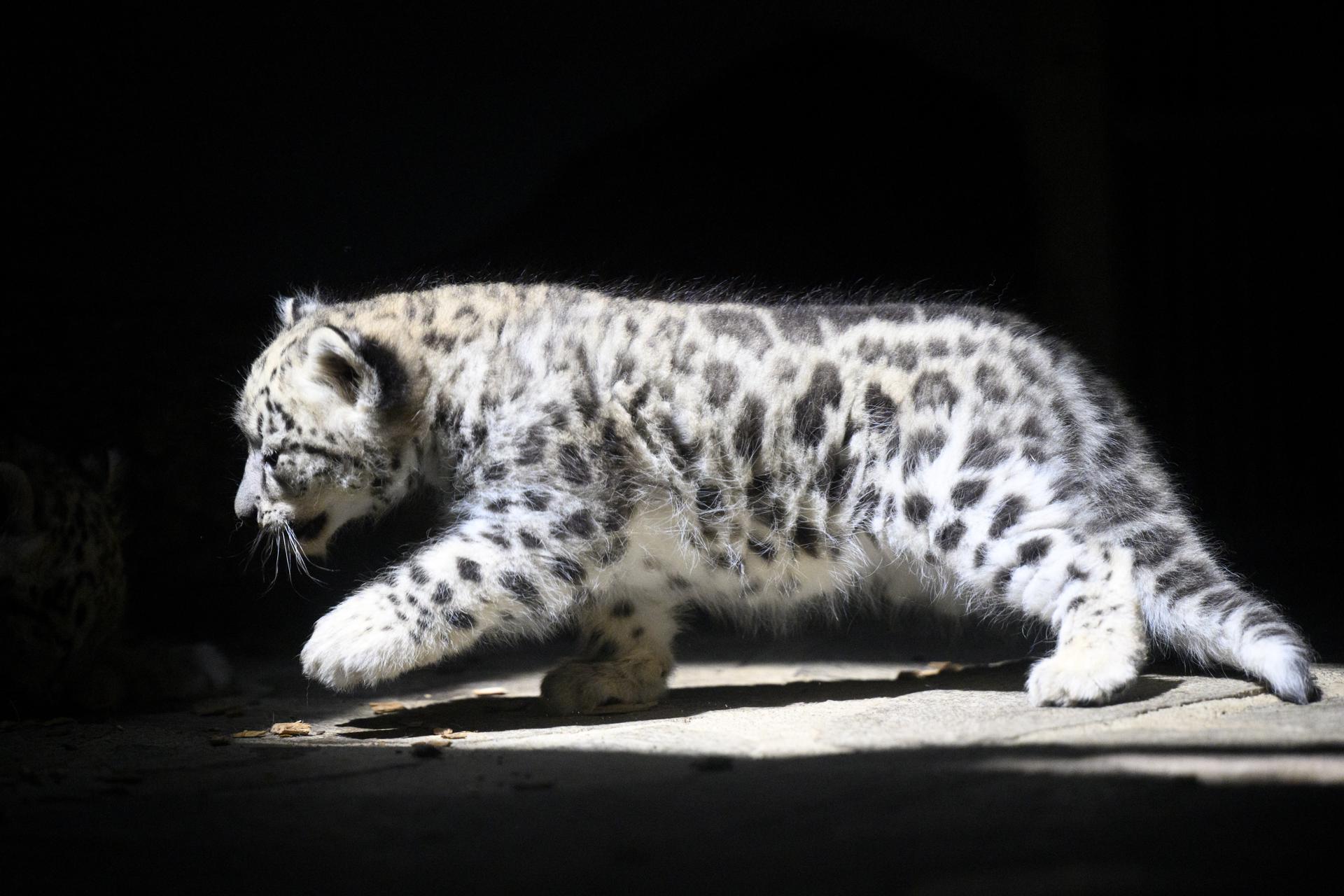 Un cachorro de leopardo de las nieves, en una fotografía de archivo. EFE/EPA/LAURENT GILLIERON