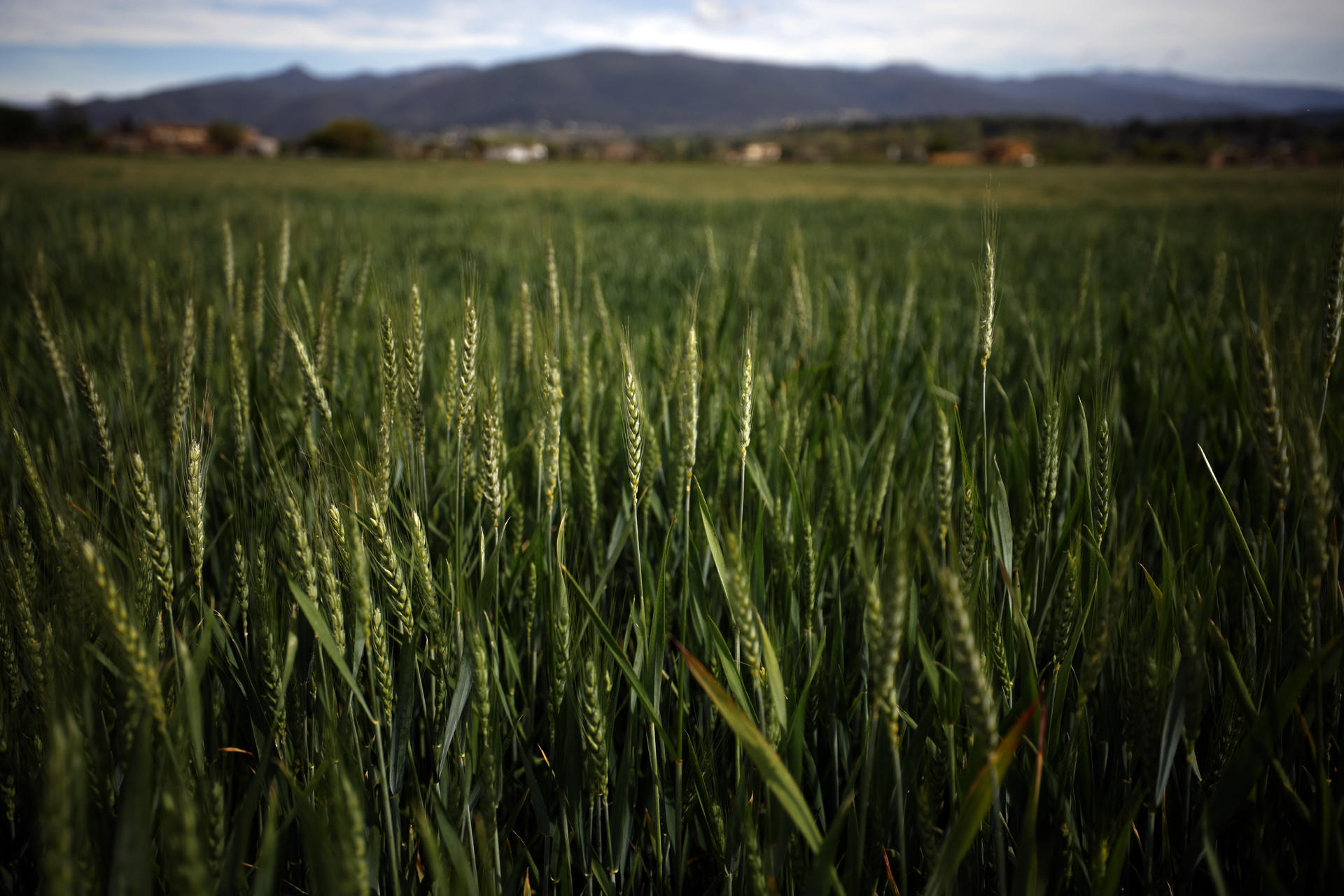 Vista de un cultivo de cebada, en una fotografía de archivo. EFE/Alberto Estevez