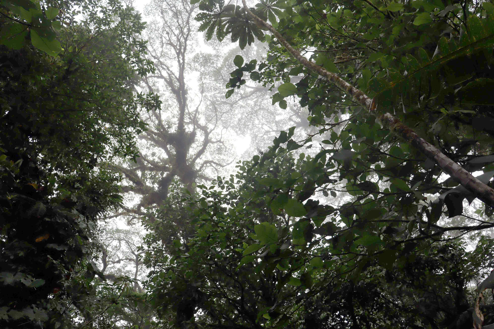 Fotografía de árboles en un bosque el 29 de marzo de 2025 en la zona de Monteverde, en la provincia de Puntarenas (Costa Rica). EFE/Douglas Marin